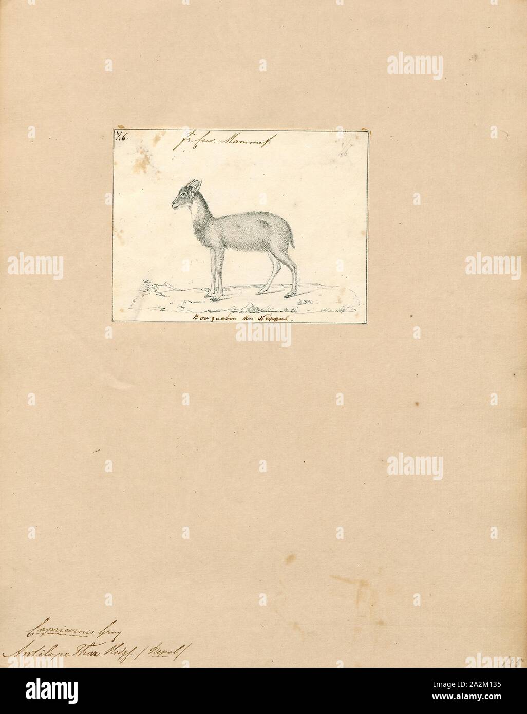 Antilope Thar, Drucken, die Hirschziegenantilope, die Hirschziegenantilope (Antilope cervicapra), auch als die Indische Antilope bekannt, ist eine Antilope in Indien, Nepal und Pakistan. Die hirschziegenantilope ist die einzige ihrer Art der Gattung Antilope. Die Art wurde beschrieben und seine binomial Name durch schwedische Zoologe Carl Linnaeus im Jahre 1758 gegeben. Zwei Unterarten anerkannt sind. Sie steht bis zu 74 bis 84 cm (29 bis 33 in) hoch an der Schulter. Männchen wiegen 20 - 57 kg (44 126 lb), durchschnittlich 38 kg (84 lb). Frauen sind leichter, mit einem Gewicht von 20 - 33 kg (44 - 73 lb) oder 27 kg (60 lb) im Durchschnitt. Der lange, beringt Hörner, 35 - 75 cm (14 - Stockfoto