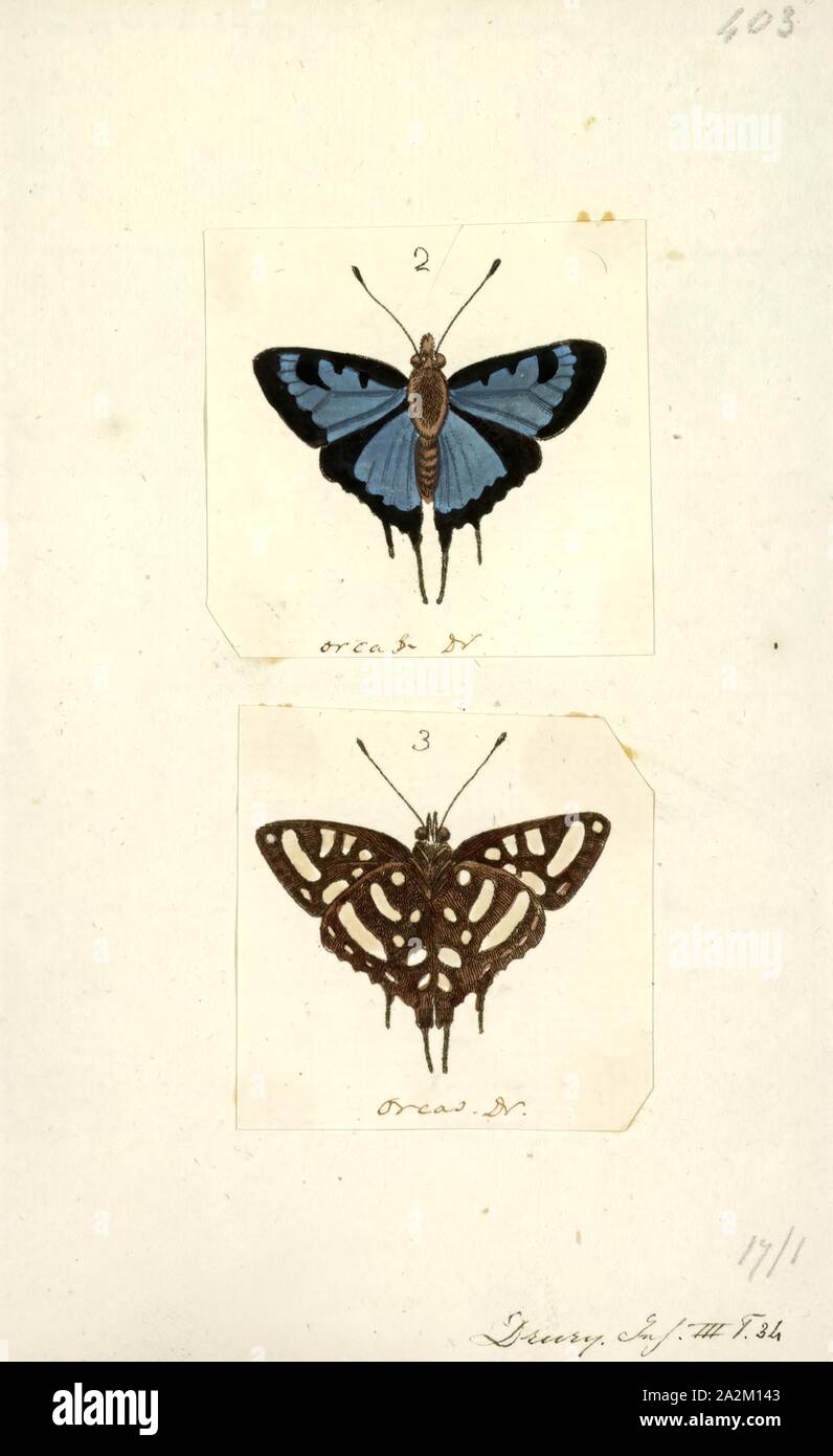 Afrotropische arten Fotos und Bildmaterial in hoher Auflösung Alamy