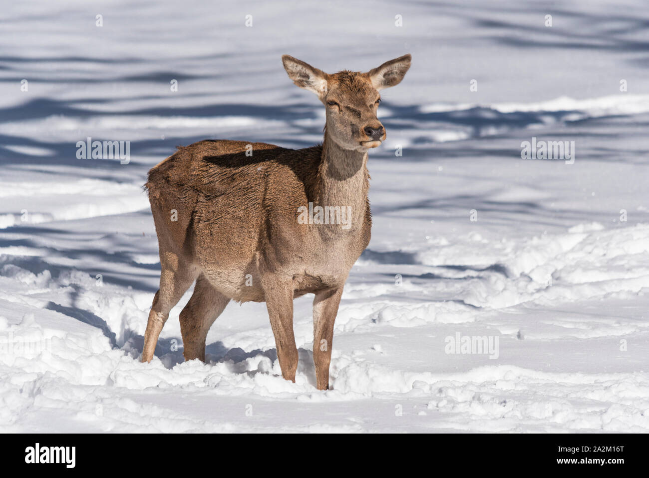 Weiblichen Rotwild in einem schneebedeckten Feld Stockfoto