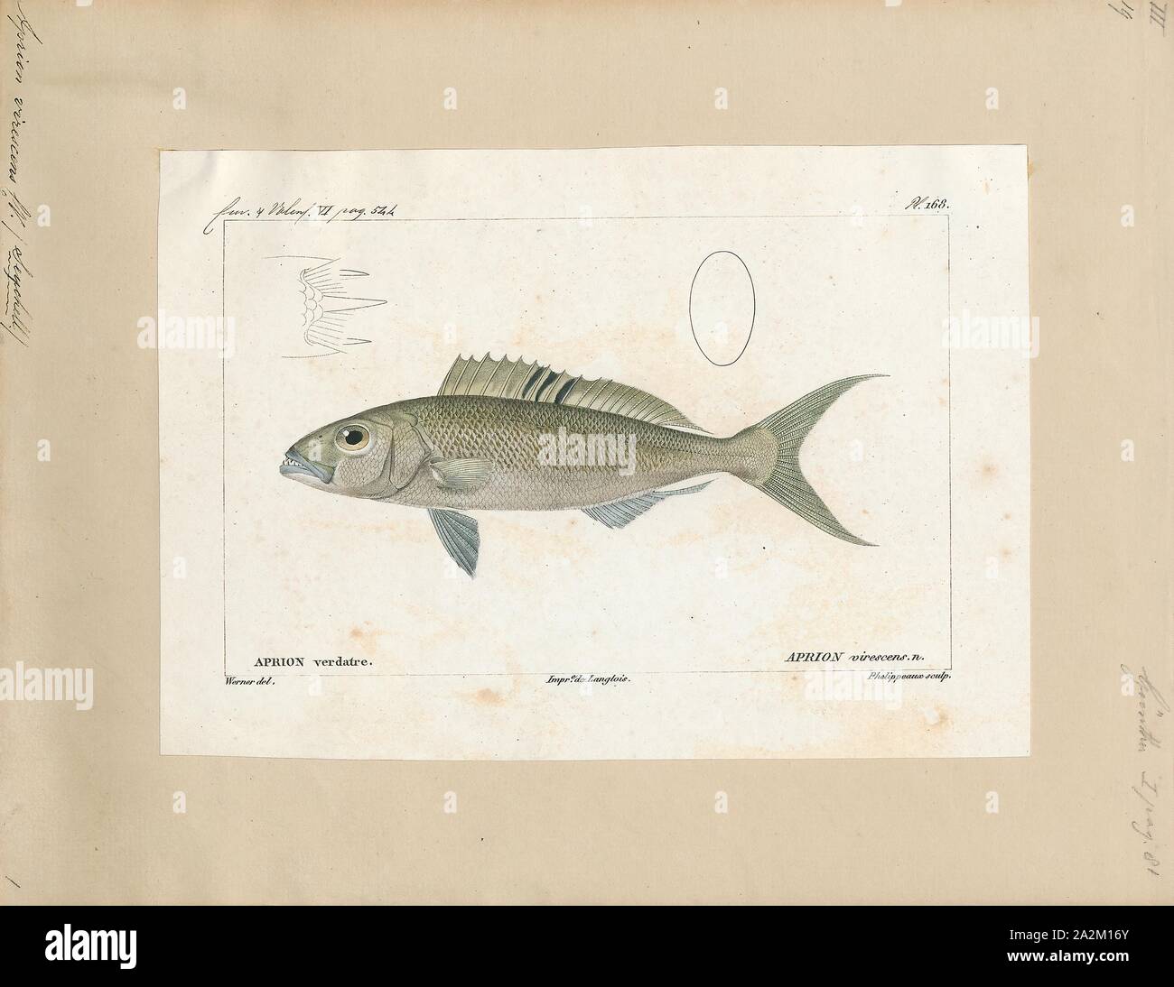 Aprion virescens, Drucken, die grüne jobfish, Aprion virescens, ist eine Pflanzenart aus der Gattung der Snapper native auf den Indischen und Pazifischen Ozean von der Afrikanischen Küste auf den Hawaiianischen Inseln. Diese Art lebt in verschiedenen reef Umgebungen in Tiefen von der Nähe der Oberfläche zu 180 ft (55 m). Die Art wächst auf eine Länge von 112 cm (44 in), obwohl die meisten nicht grösser als 90 cm (35 in). Die größte berichtet Gewicht für diese Arten ist 15,4 kg (34 lb). Es ist ein sehr wichtiger Arten für lokale kommerzielle Fischerei und ist beliebt als Spiel Fisch, obwohl es berichtet worden ist ciguatoxin Vergiftung zu verursachen. Es kann auch gefunden werden. Stockfoto