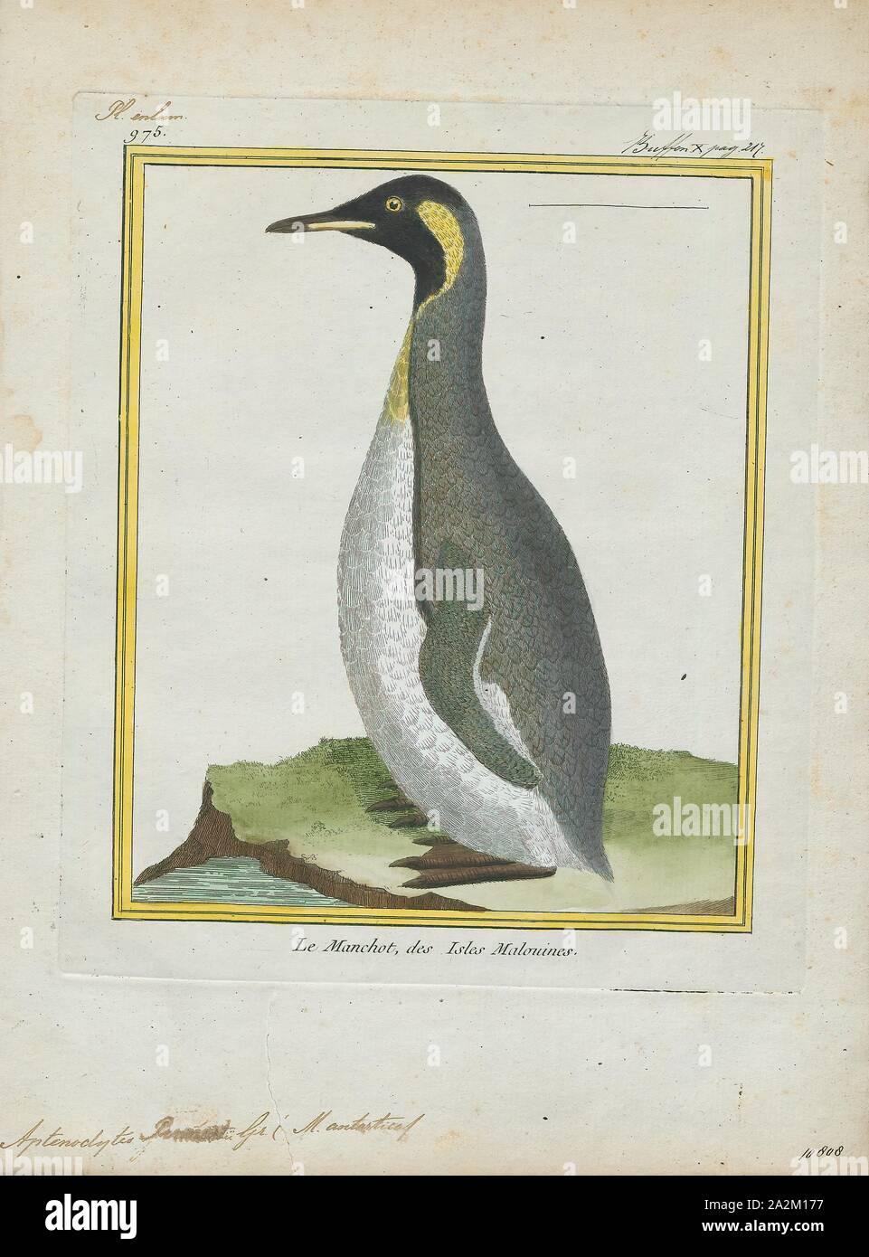 Pennantii Aptenodytes, Ausdrucken, die Gattung Aptenodytes enthält zwei bestehenden Arten der Pinguine gemeinsam bekannt als "der große Pinguine., 1700-1880 Stockfoto