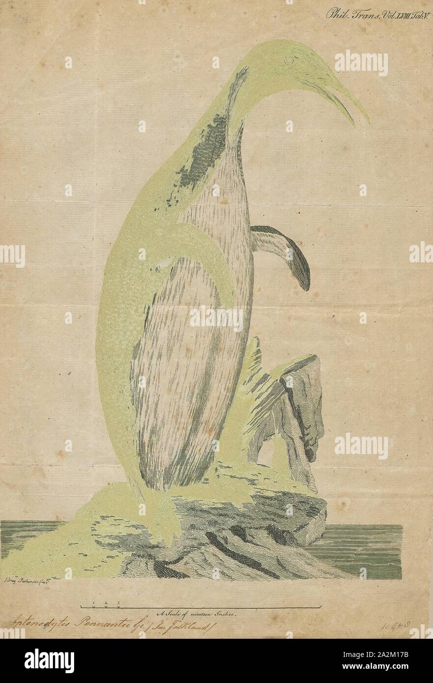 Pennantii Aptenodytes, Ausdrucken, die Gattung Aptenodytes enthält zwei bestehenden Arten der Pinguine gemeinsam bekannt als "der große Pinguine., 1768 Stockfoto