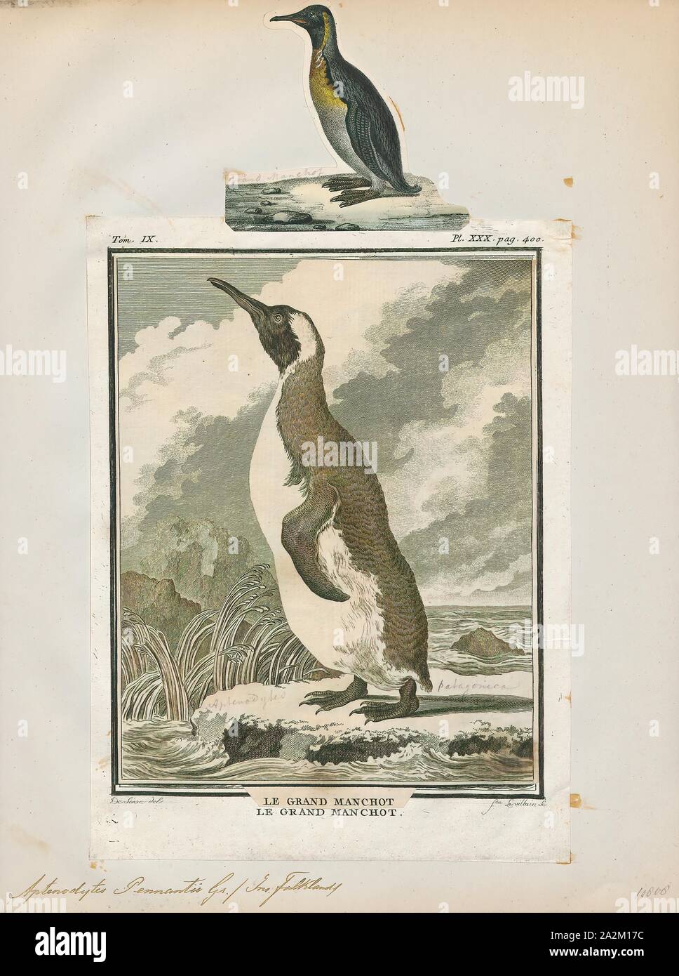 Pennantii Aptenodytes, Ausdrucken, die Gattung Aptenodytes enthält zwei bestehenden Arten der Pinguine gemeinsam bekannt als "der große Pinguine., 1700-1880 Stockfoto