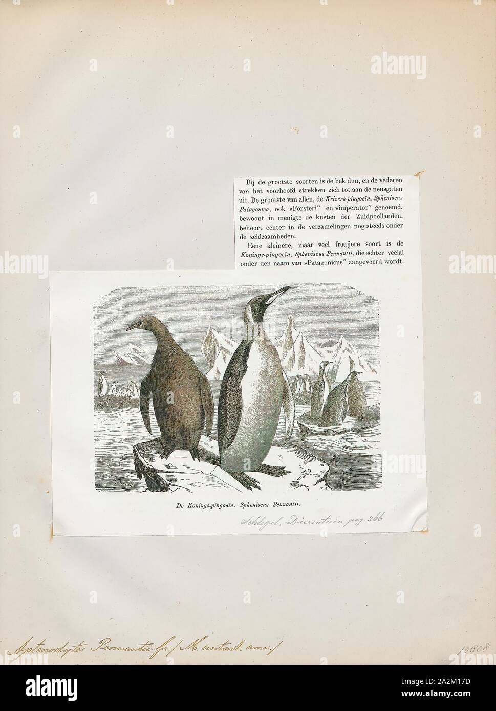 Pennantii Aptenodytes, Ausdrucken, die Gattung Aptenodytes enthält zwei bestehenden Arten der Pinguine gemeinsam bekannt als "der große Pinguine., 1872 Stockfoto