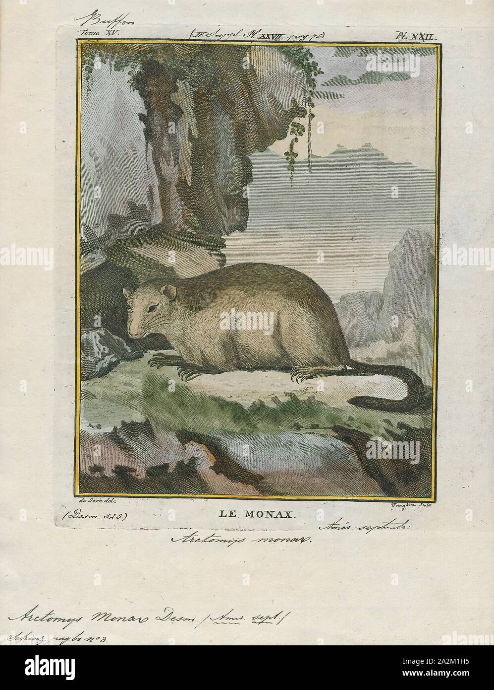 Arctomys monax, Drucken, das Murmeltier (Marmota Monax), auch als waldmurmeltier bekannt, ist ein Nagetier der Familie Sciuridae, das zu der Gruppe der großen Eichhörnchen, Murmeltiere. Es war erste wissenschaftlich von Carl Linnaeus im Jahre 1758 beschrieben. Das GROUNDHOG wird auch als Chuck, Holz - Schock, groundpig, whistlepig, Whistler, Kanada thickwood Dachs, Murmeltier, Monax, moonack, weenusk, Roter Mönch und unter französischen Kanadier in Ostkanada, siffleux bezeichnet. Der Name "thickwood Badger' war im Nordwesten gegeben, das Tier aus der Prairie Dachs zu unterscheiden. Monax (Móonack) ist ein Stockfoto