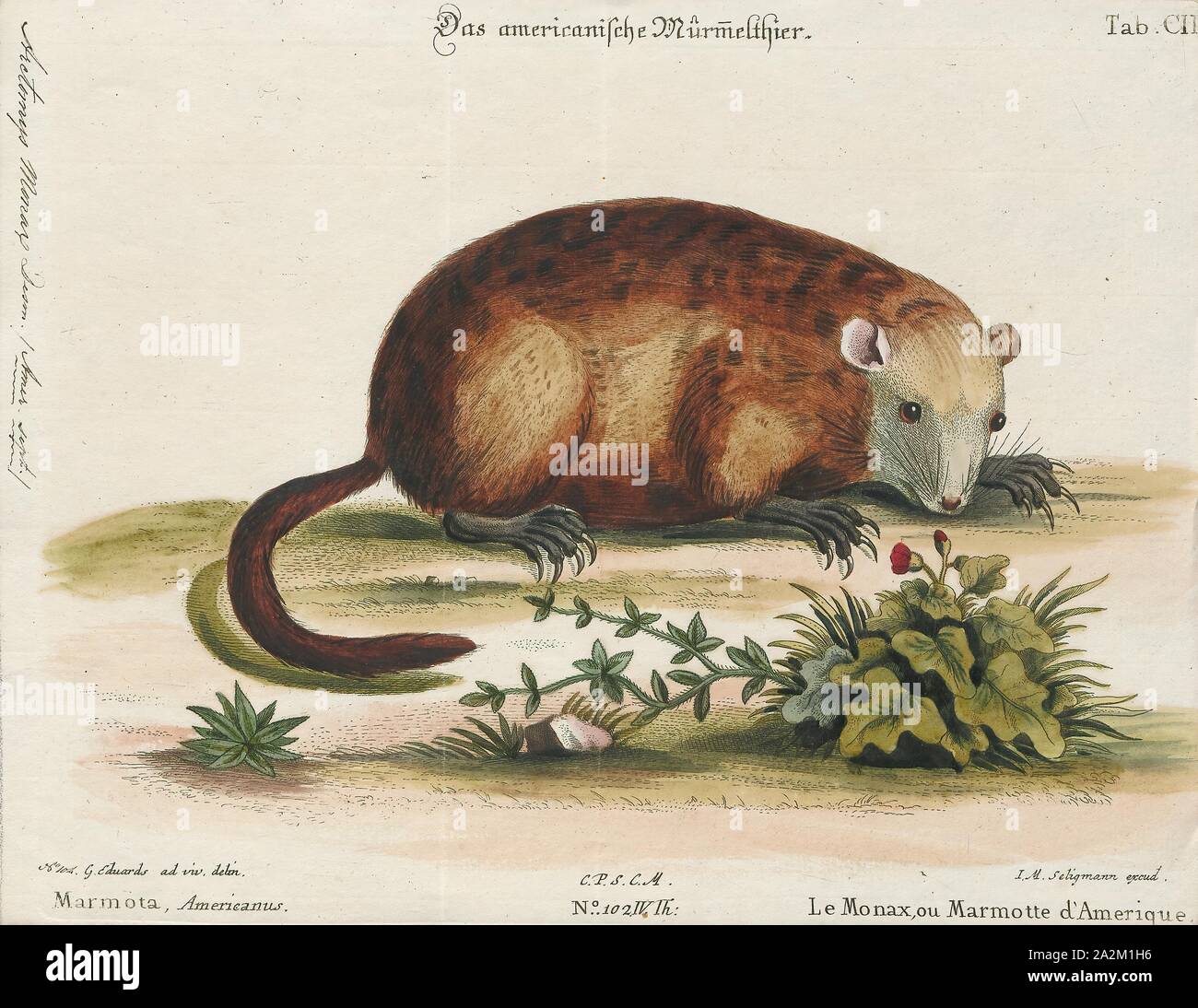 Arctomys monax, Drucken, das Murmeltier (Marmota Monax), auch als waldmurmeltier bekannt, ist ein Nagetier der Familie Sciuridae, das zu der Gruppe der großen Eichhörnchen, Murmeltiere. Es war erste wissenschaftlich von Carl Linnaeus im Jahre 1758 beschrieben. Das GROUNDHOG wird auch als Chuck, Holz - Schock, groundpig, whistlepig, Whistler, Kanada thickwood Dachs, Murmeltier, Monax, moonack, weenusk, Roter Mönch und unter französischen Kanadier in Ostkanada, siffleux bezeichnet. Der Name "thickwood Badger' war im Nordwesten gegeben, das Tier aus der Prairie Dachs zu unterscheiden. Monax (Móonack) ist ein Stockfoto