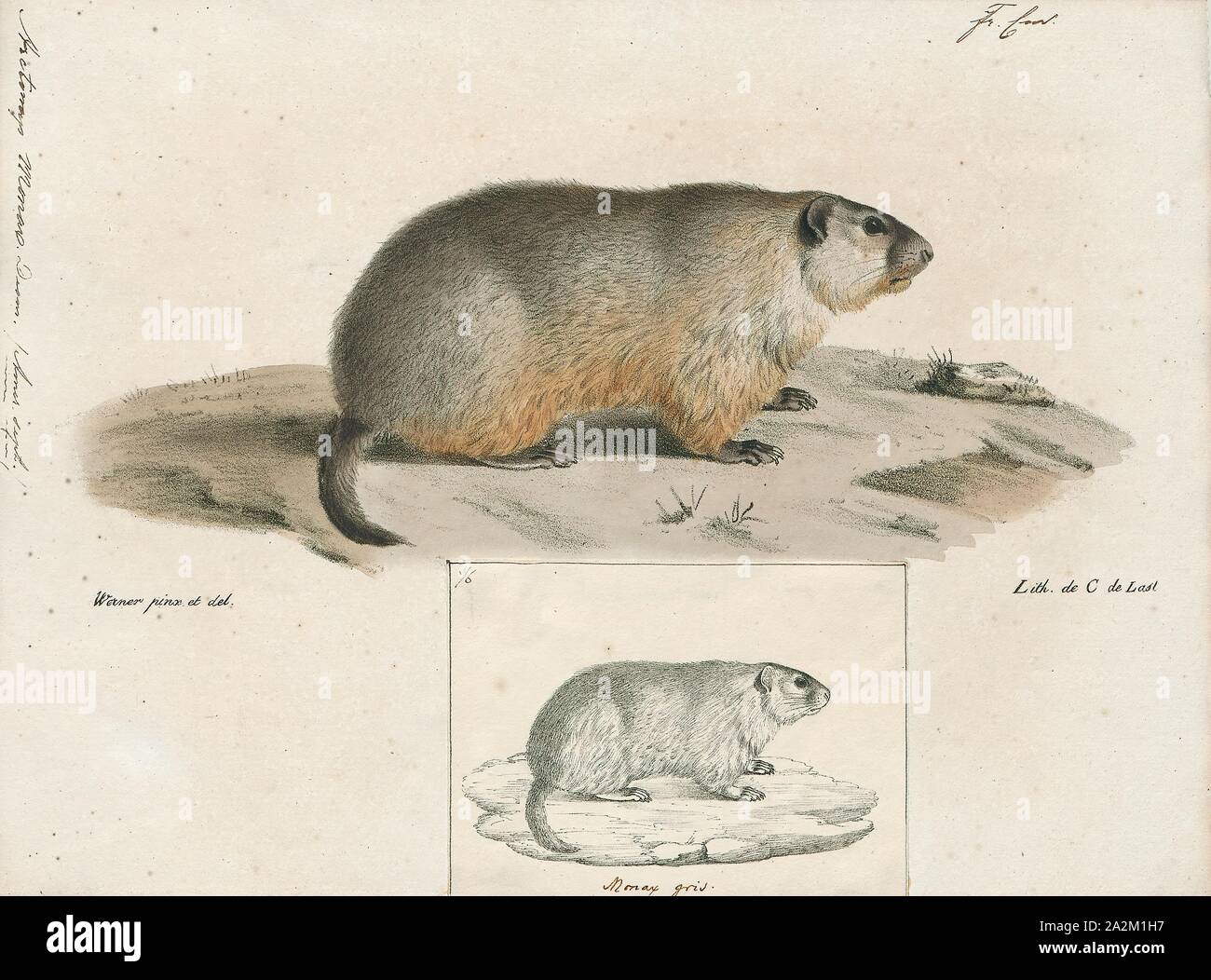 Arctomys monax, Drucken, das Murmeltier (Marmota Monax), auch als waldmurmeltier bekannt, ist ein Nagetier der Familie Sciuridae, das zu der Gruppe der großen Eichhörnchen, Murmeltiere. Es war erste wissenschaftlich von Carl Linnaeus im Jahre 1758 beschrieben. Das GROUNDHOG wird auch als Chuck, Holz - Schock, groundpig, whistlepig, Whistler, Kanada thickwood Dachs, Murmeltier, Monax, moonack, weenusk, Roter Mönch und unter französischen Kanadier in Ostkanada, siffleux bezeichnet. Der Name "thickwood Badger' war im Nordwesten gegeben, das Tier aus der Prairie Dachs zu unterscheiden. Monax (Móonack) ist ein Stockfoto