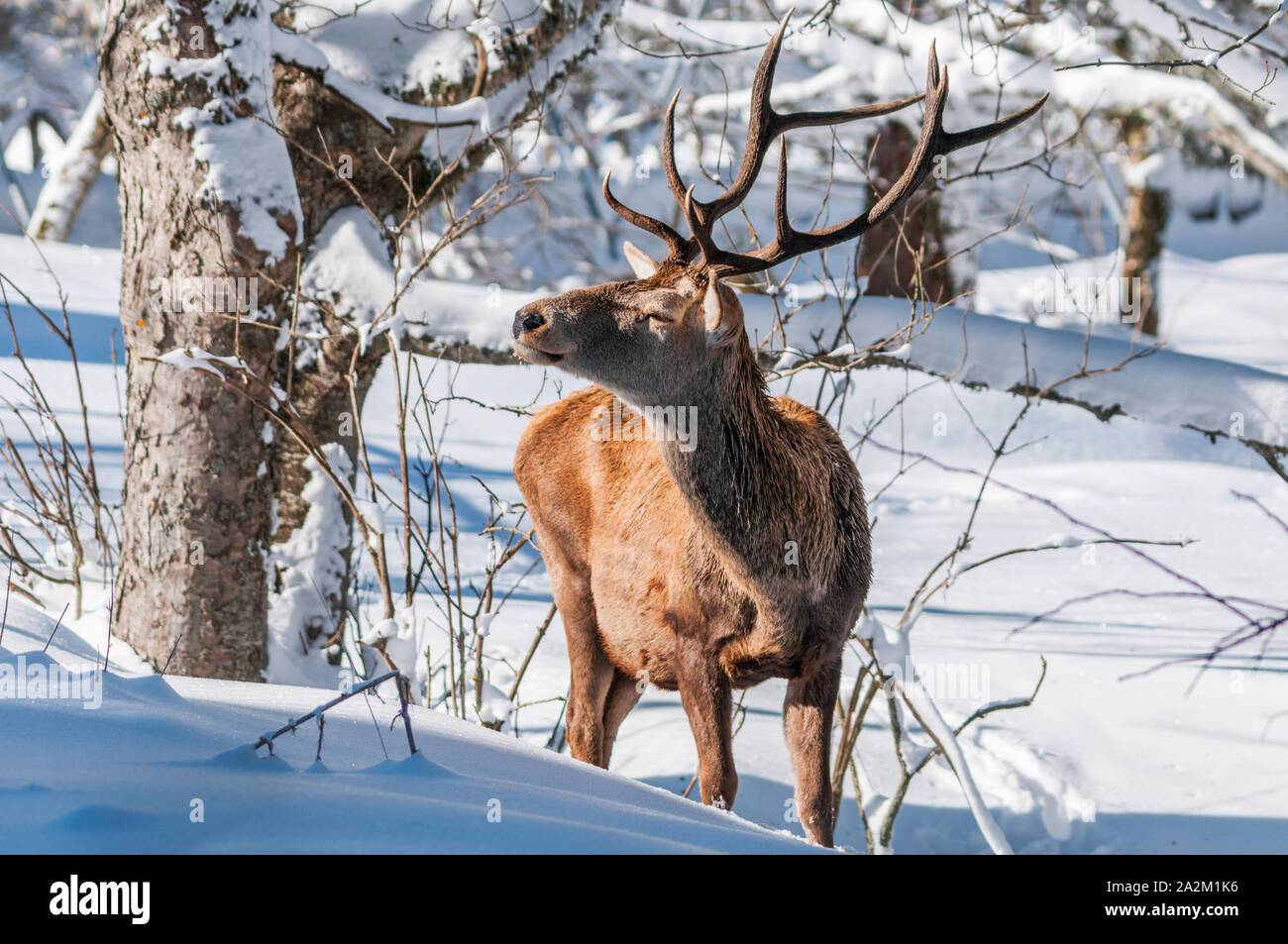 Männliche Rotwild (Cervus elaphus) Schielen wegen Schnee Blendung Stockfoto