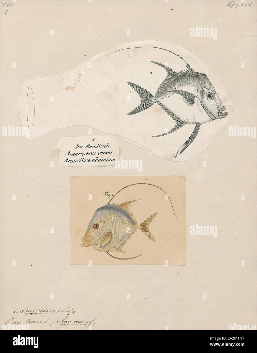Argyreiosus vomer, Drucken, 1700-1880 Stockfoto