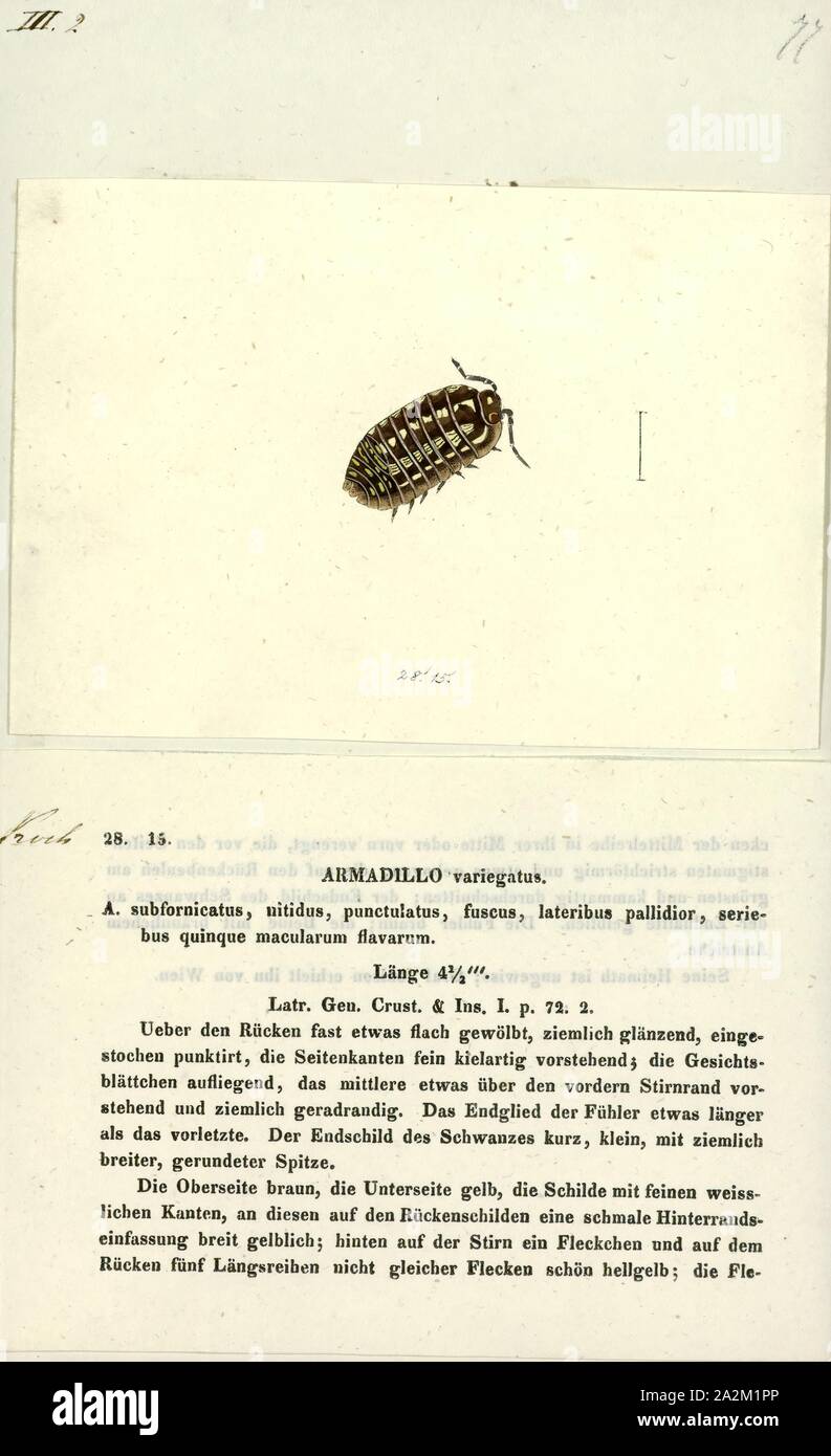 Armadillo variegatus, Drucken, Armadillidium vulgare, die (gemeinsame) Pille-bug, Kartoffel, Bug, (gemeinsame) Pille woodlouse, roly-poly, Doodle bug, oder Tischler, ist eine weit verbreitete Europäische Arten von woodlouse. Es ist der am intensivsten untersuchten Terrestrische isopod Art Stockfoto