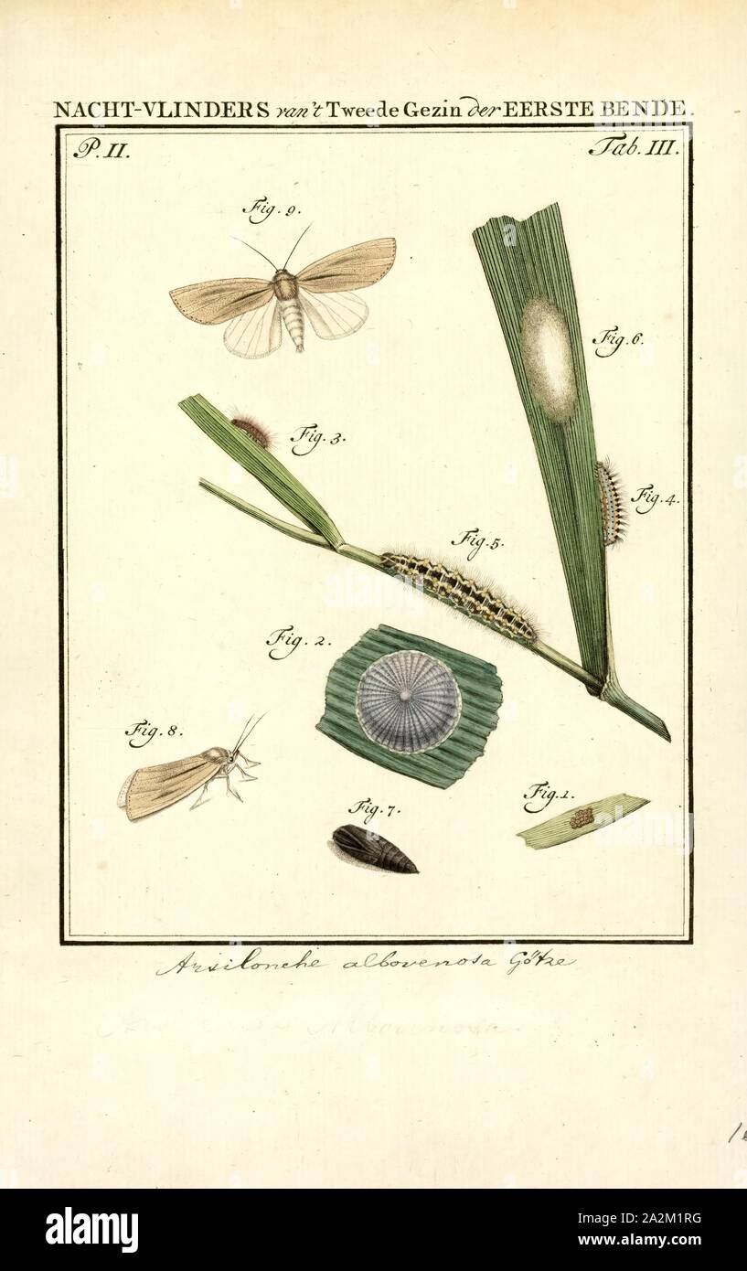 Arsilonche, Drucken, Arsilonche war die Bezeichnung für eine Gattung der Familie der Noctuidae, jetzt als Synonym von Simyra Stockfoto