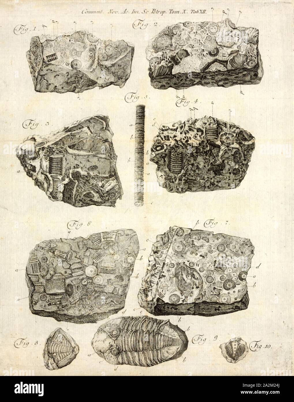 Asterias spec., Drucken, Asterias ist eine Gattung aus der Familie der Asteriidae Sea Stars. Es umfasst mehrere der bekanntesten Arten von Seesternen, einschließlich der (Atlantik) gemeinsame Seesterne, Asterias Rubens und der Northern Pacific Seastar, Asterias amurensis. Die Gattung enthält insgesamt sechs Arten in allen Stockfoto