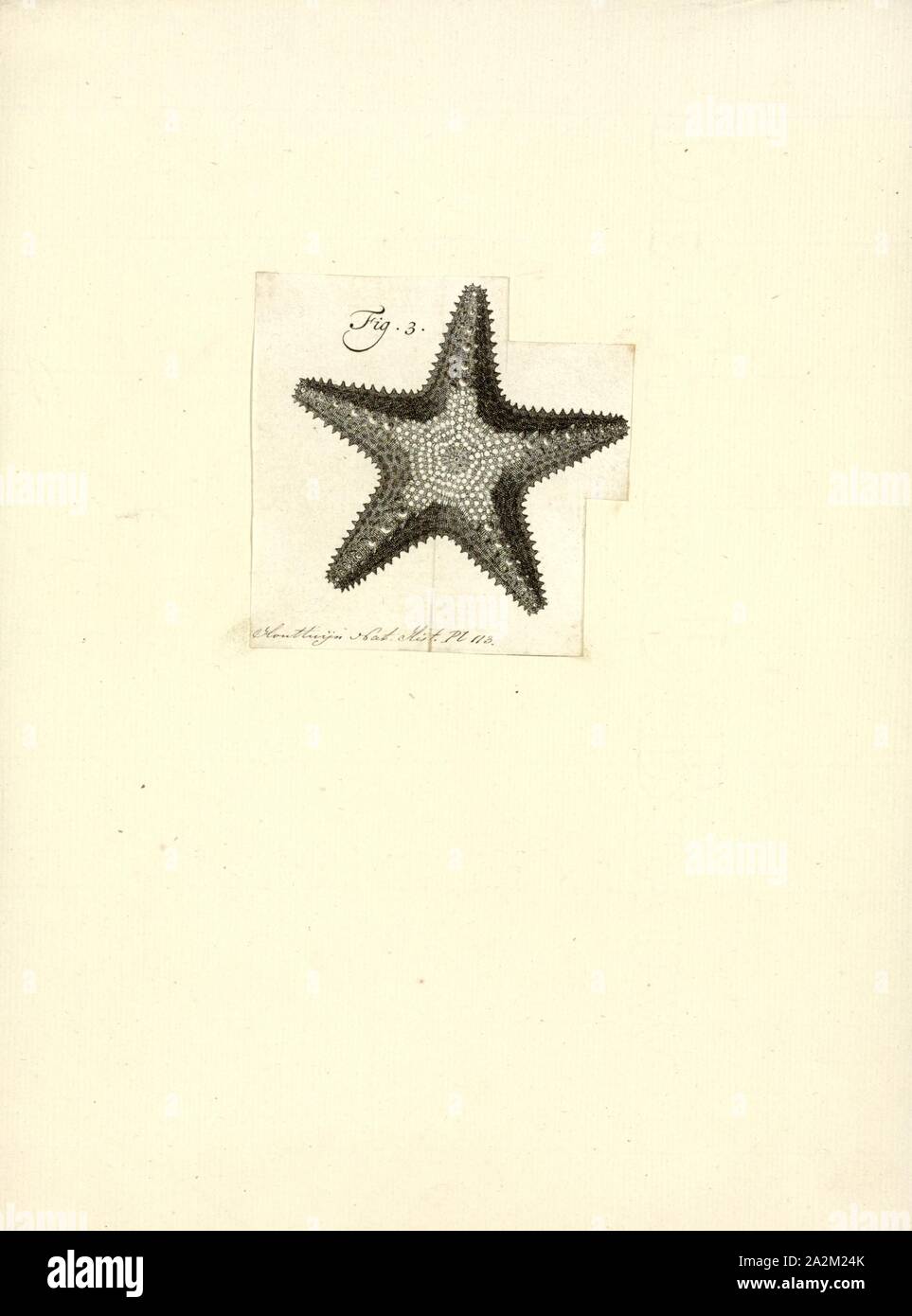 Asterias spec., Drucken, Asterias ist eine Gattung aus der Familie der Asteriidae Sea Stars. Es umfasst mehrere der bekanntesten Arten von Seesternen, einschließlich der (Atlantik) gemeinsame Seesterne, Asterias Rubens und der Northern Pacific Seastar, Asterias amurensis. Die Gattung enthält insgesamt sechs Arten in allen Stockfoto