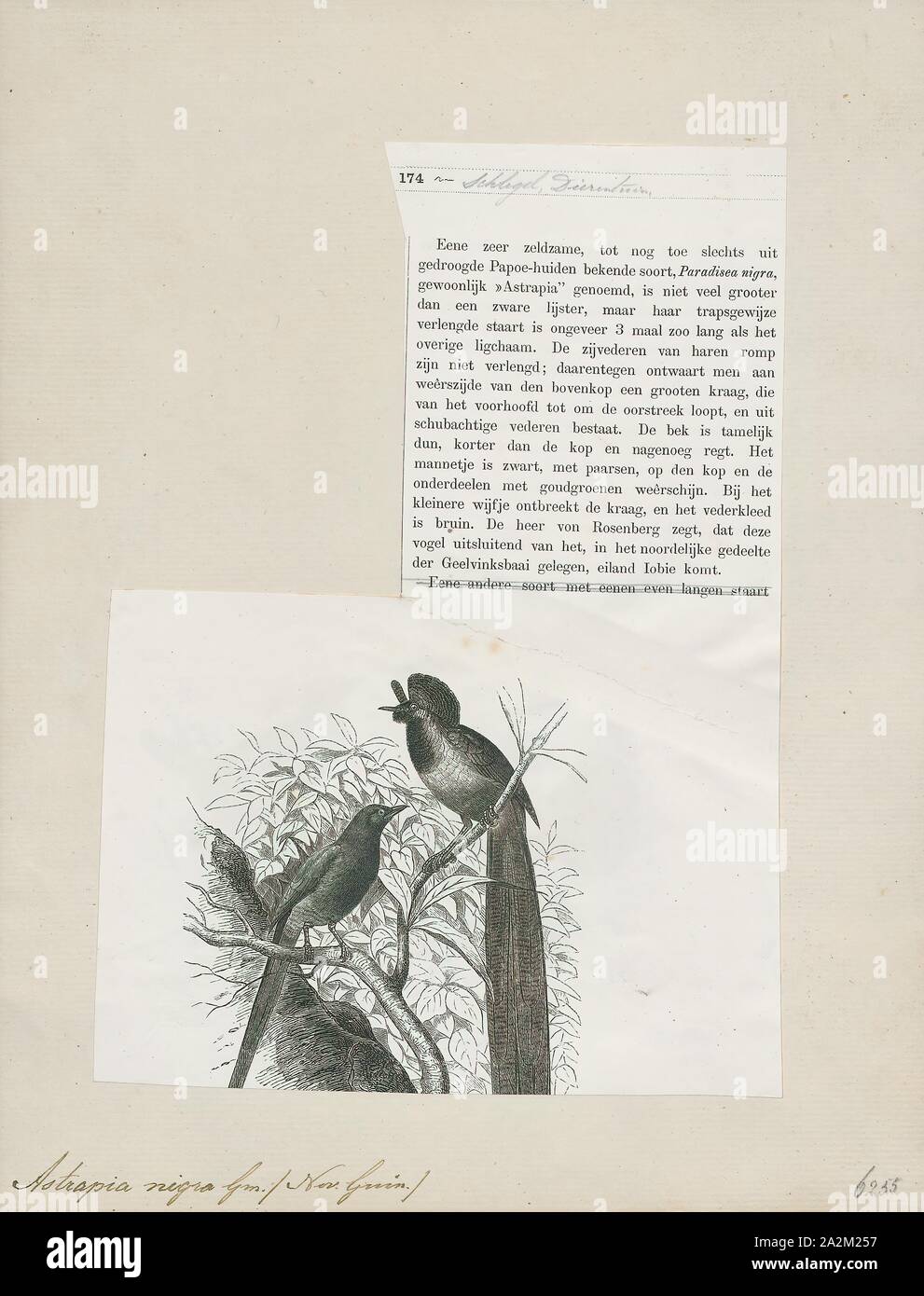 Astrapia nigra, Ausdrucken, die Arfak astrapia (Astrapia nigra) ist eine Pflanzenart aus der Gattung der Bird-of-paradise.1872 Stockfoto