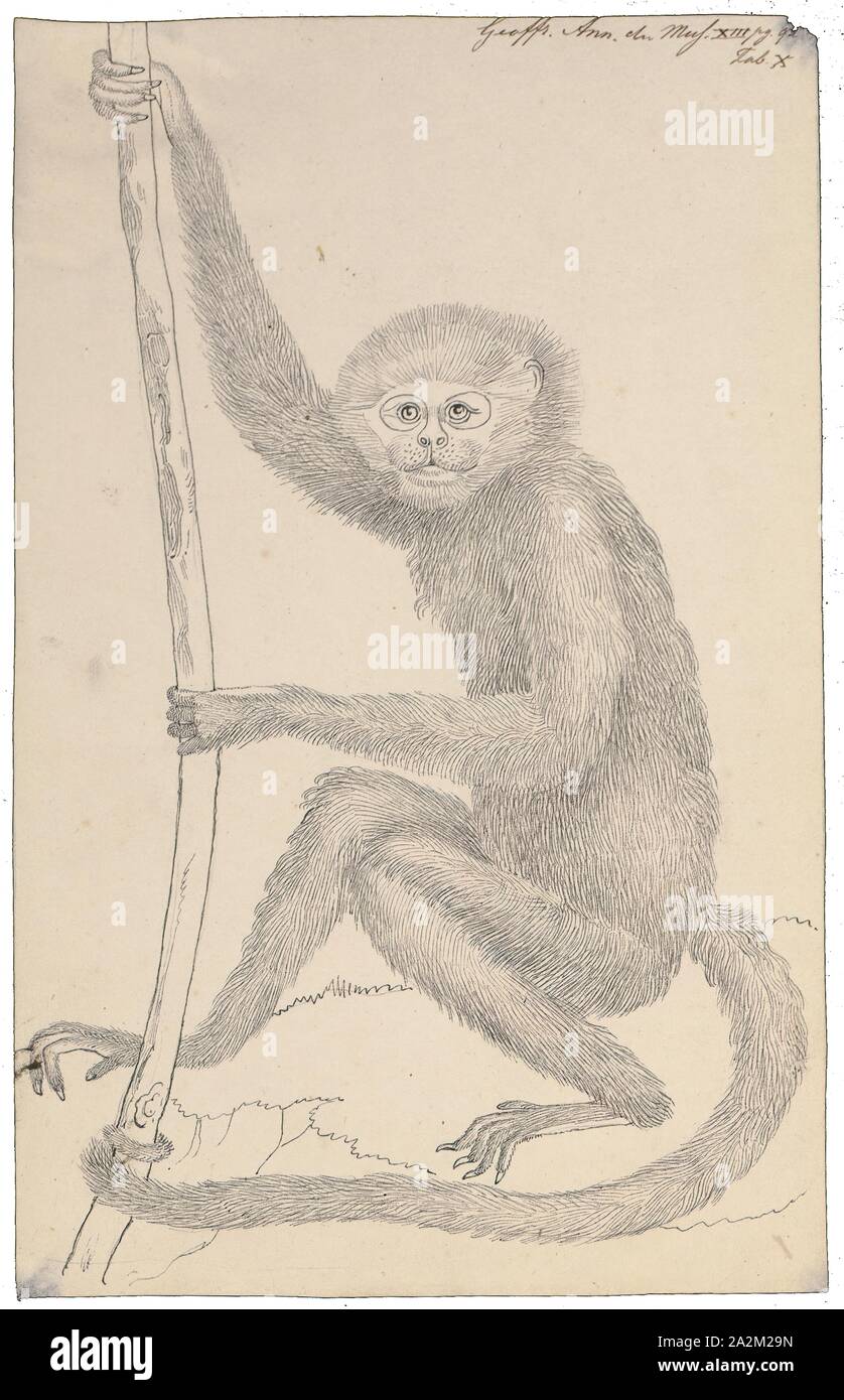 Ateles marginatus, Drucken, Der weiße ist Spider monkey (ateles Marginatus) ist eine Pflanzenart aus der Gattung der Klammeraffen, eine Art neue Welt Affe, endemisch in Brasilien. Es bewegt sich um die Baumkronen in kleinen Gruppen von zwei bis vier, Teil von größeren Gruppen von ein paar wenigen Dutzend Tieren. Diese Affen, ernährt sich von Blättern, Blüten, Früchte, Rinde, Honig und kleinen Insekten, und es ist ein wichtiges Mittel der Samenverbreitung für Wald Bäume. Weibchen gebären nach einer 230-tägigen Tragzeit. Die Bevölkerung von dieser Affe ist rückläufig, da der Lebensraum Wald ist für Sojaanbau, Entwaldung und Straße verloren Stockfoto
