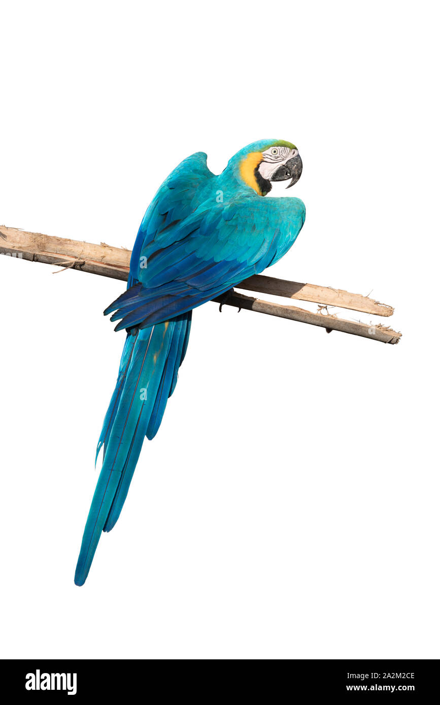 Blaue und gelbe Ara auf weißem Hintergrund Stockfoto