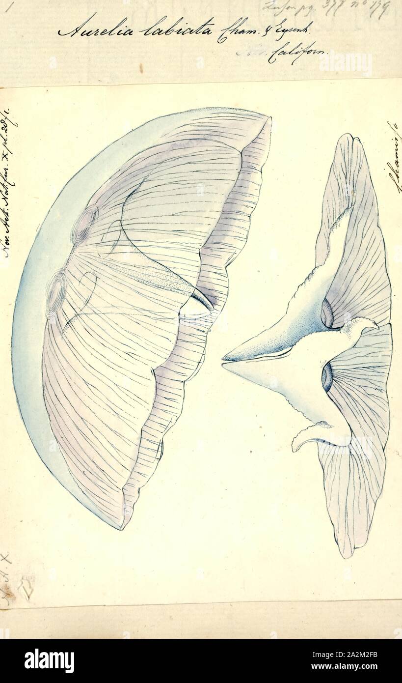 Aurelia labiata, Drucken, Aurelia labiata ist eine Pflanzenart aus der Gattung der Mond Quallen. Es ist ein Ulmaridae cnidarian in der Familie. Es wird in der Regel größer als Aurelia aurita, mit Einzelpersonen Dokument bis zu 45 cm. Aber viel von seiner Größe Bereich überschneidet sich mit A. aurita (bis zu 40 cm), die Größe einer unvollkommenen Diagnosegerät. Die meisten Aurelia labiata haben eine 16-scalloped Bell, Bedeutung der Glocke nach innen auf 16 Punkte, Gedankenstriche Stockfoto