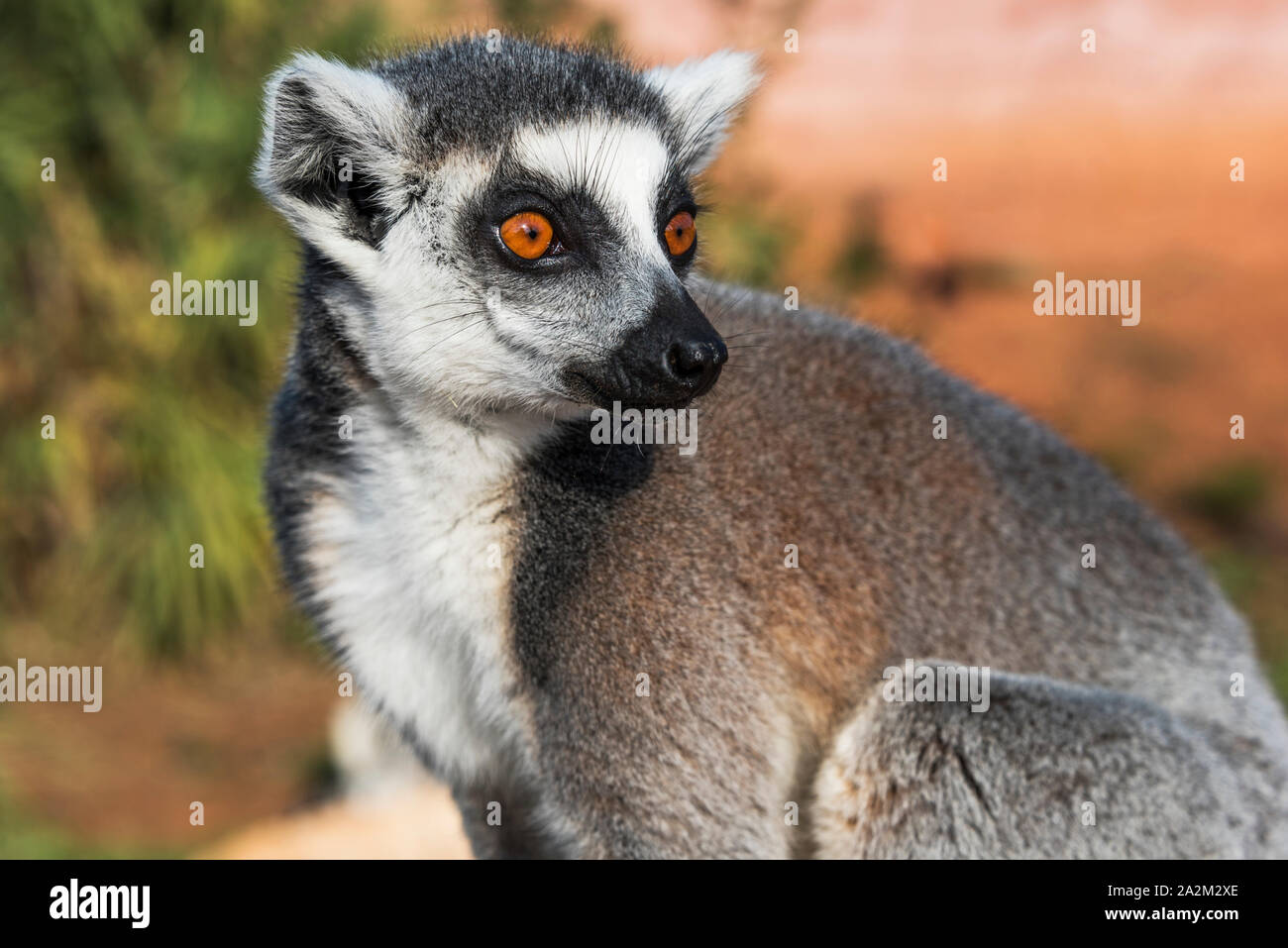 Ring-tailed Lemur hautnah Stockfoto