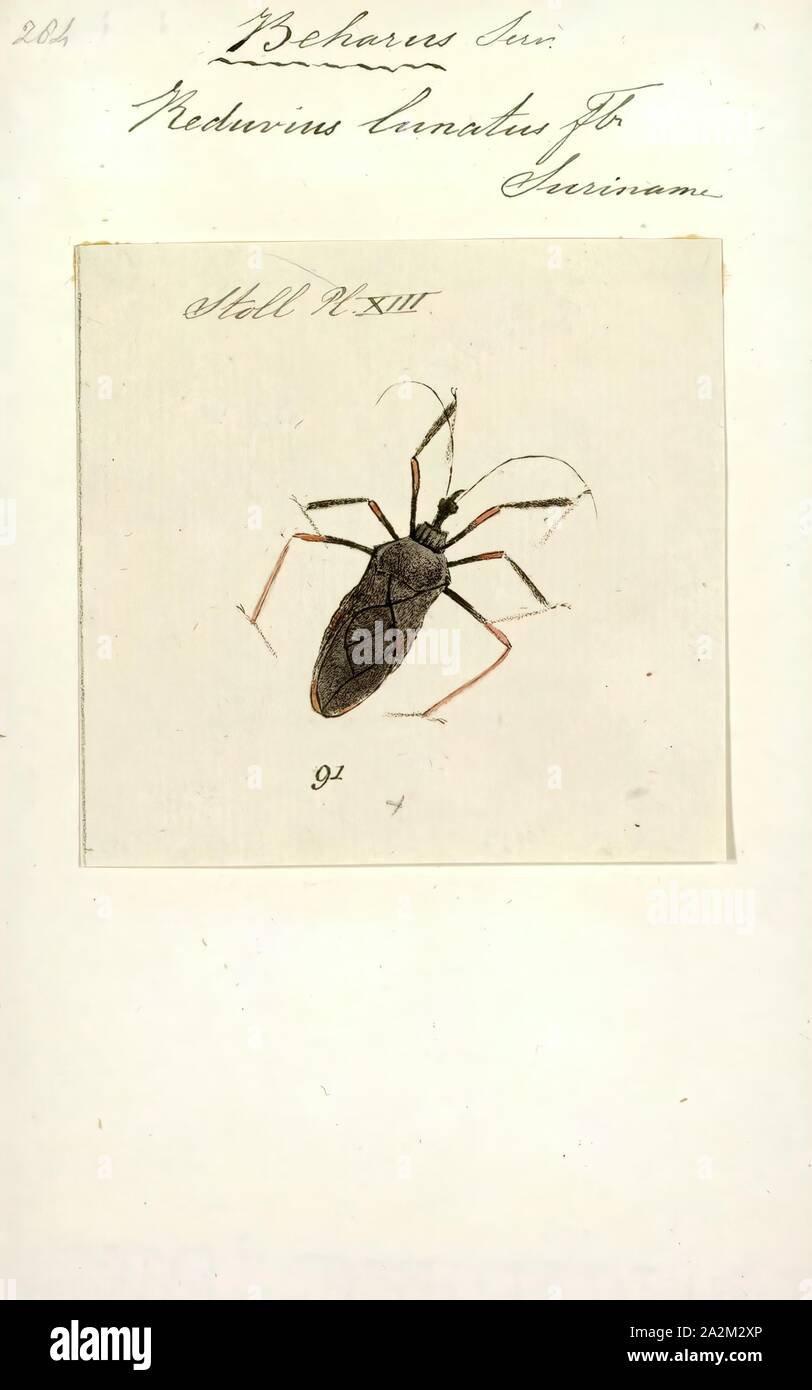 Beharus, Drucken, Beharus ist eine monotypische Gattung von Assassin Bugs aus der Familie Reduviidae. Seine Art, B. cylindripes, ist in Südamerika gefunden, wenn auch nicht in dem Amazonasbecken eingeschränkt Stockfoto