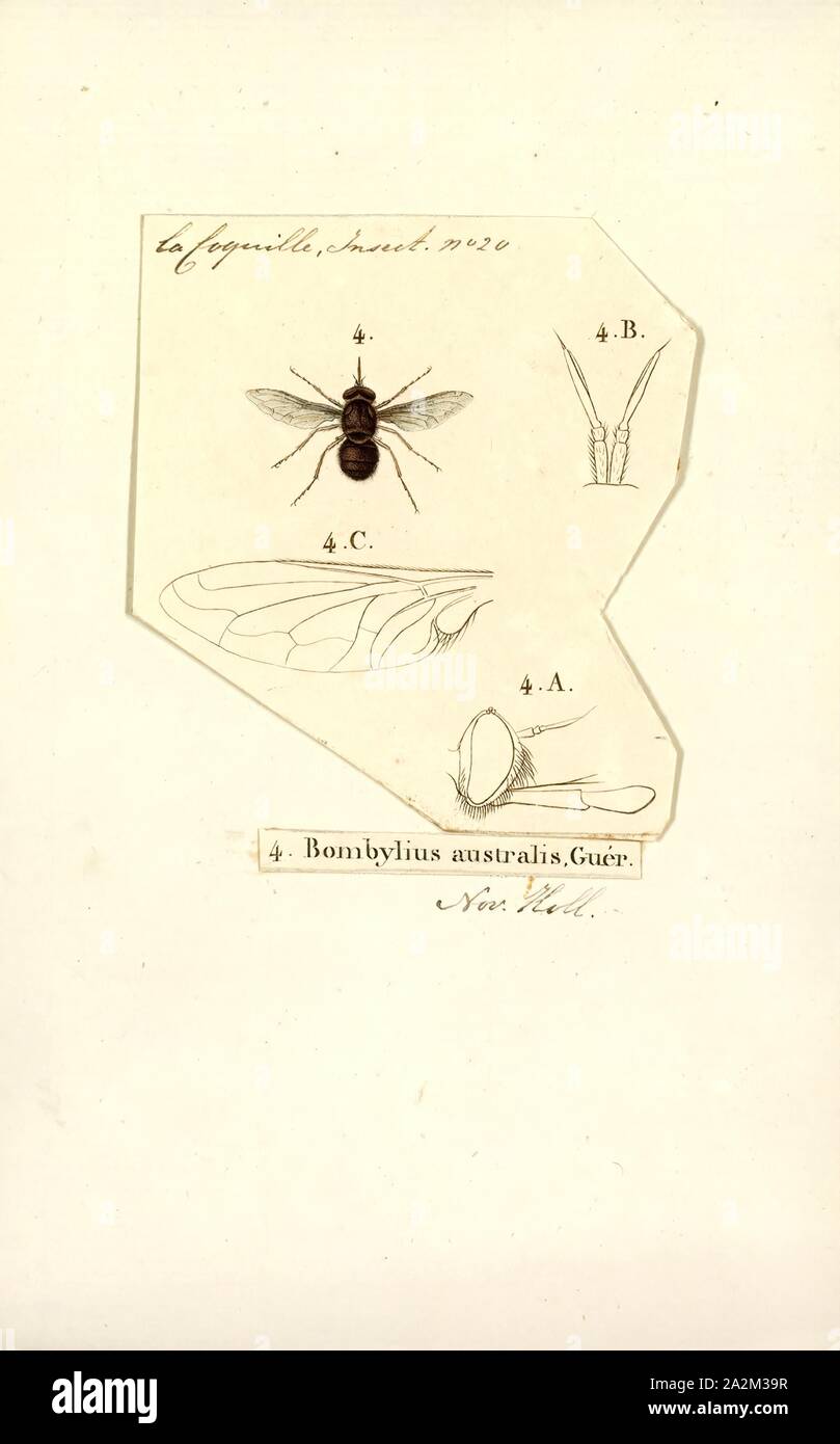 Bombylius, Drucken, Bombylius ist eine große Gattung der fliegt aus der Familie Bombyliidae. Sie sind als die Biene - fliegen, wegen ihrer markanten Ähnlichkeit mit Bienen und Hummeln bekannt und werden weltweit vertrieben. Eine Art der Gattung, Bombylius major, ist in der gesamten nördlichen Hemisphäre verbreitet und ist sehr gut bekannt Stockfoto