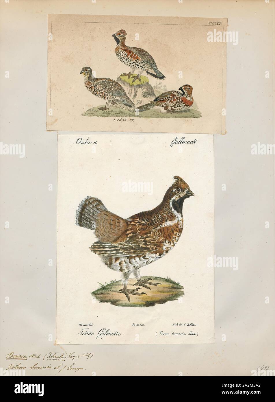 Bonasa betulina, Drucken, Vari Moorhühner, die Vari Grouse (Bonasa umbellus) ist eine mittelgroße Auerhahn in den Wäldern von den Appalachen über Kanada nach Alaska. Es ist nicht-wandernden. Es ist die einzige Art in der Gattung Bonasa., 1700-1880 Stockfoto