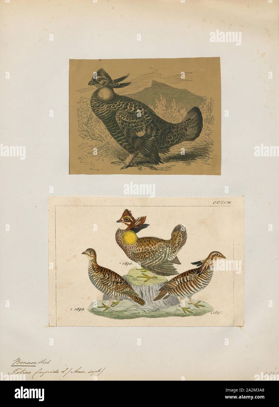 Bonasa Cupido, Drucken, Vari Moorhühner, die Vari Grouse (Bonasa umbellus) ist eine mittelgroße Auerhahn in den Wäldern von den Appalachen über Kanada nach Alaska. Es ist nicht-wandernden. Es ist die einzige Art in der Gattung Bonasa., 1700-1880 Stockfoto