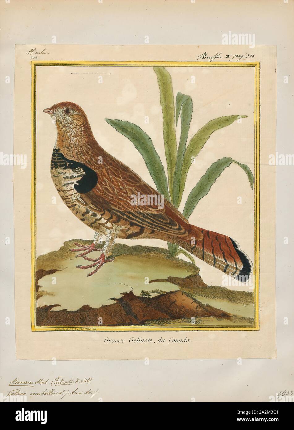 Bonasa umbellus, Ausdrucken, die Vari Grouse (Bonasa umbellus) ist eine mittelgroße Auerhahn in den Wäldern von den Appalachen über Kanada nach Alaska. Es ist nicht-wandernden. Es ist die einzige Art in der Gattung Bonasa., 1700-1880 Stockfoto