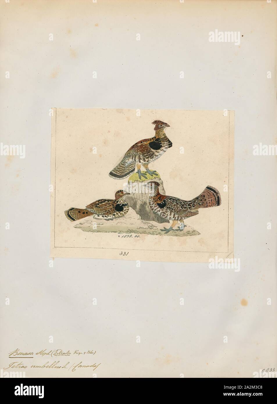 Bonasa umbellus, Ausdrucken, die Vari Grouse (Bonasa umbellus) ist eine mittelgroße Auerhahn in den Wäldern von den Appalachen über Kanada nach Alaska. Es ist nicht-wandernden. Es ist die einzige Art in der Gattung Bonasa., 1820-1863 Stockfoto