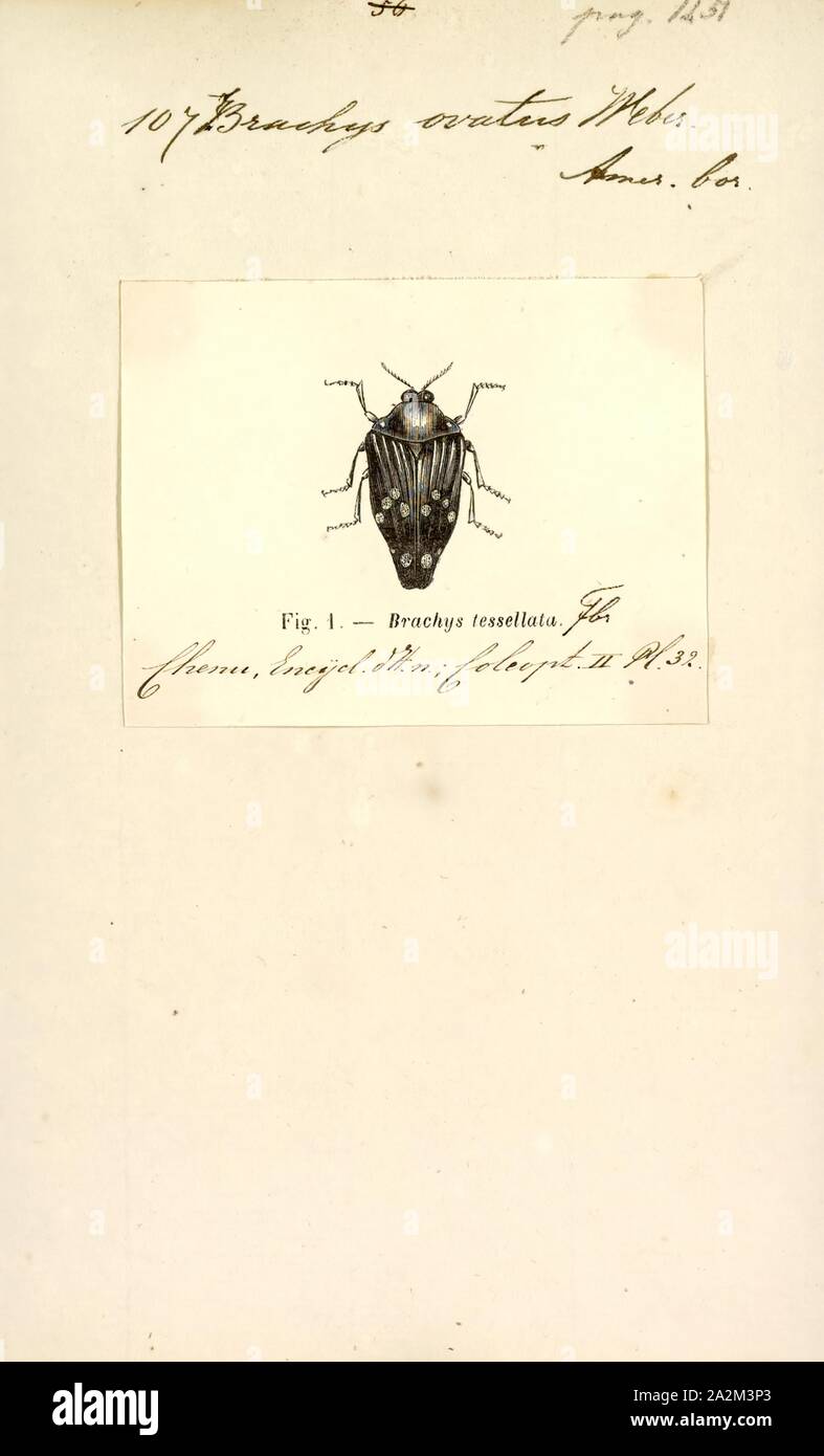 Brachys, Drucken, Brachys ist eine Gattung von metallischen Holz - langweilig Buprestidae Käfer in der Familie. Es gibt mindestens 140 beschriebenen Arten in Brachys Stockfoto
