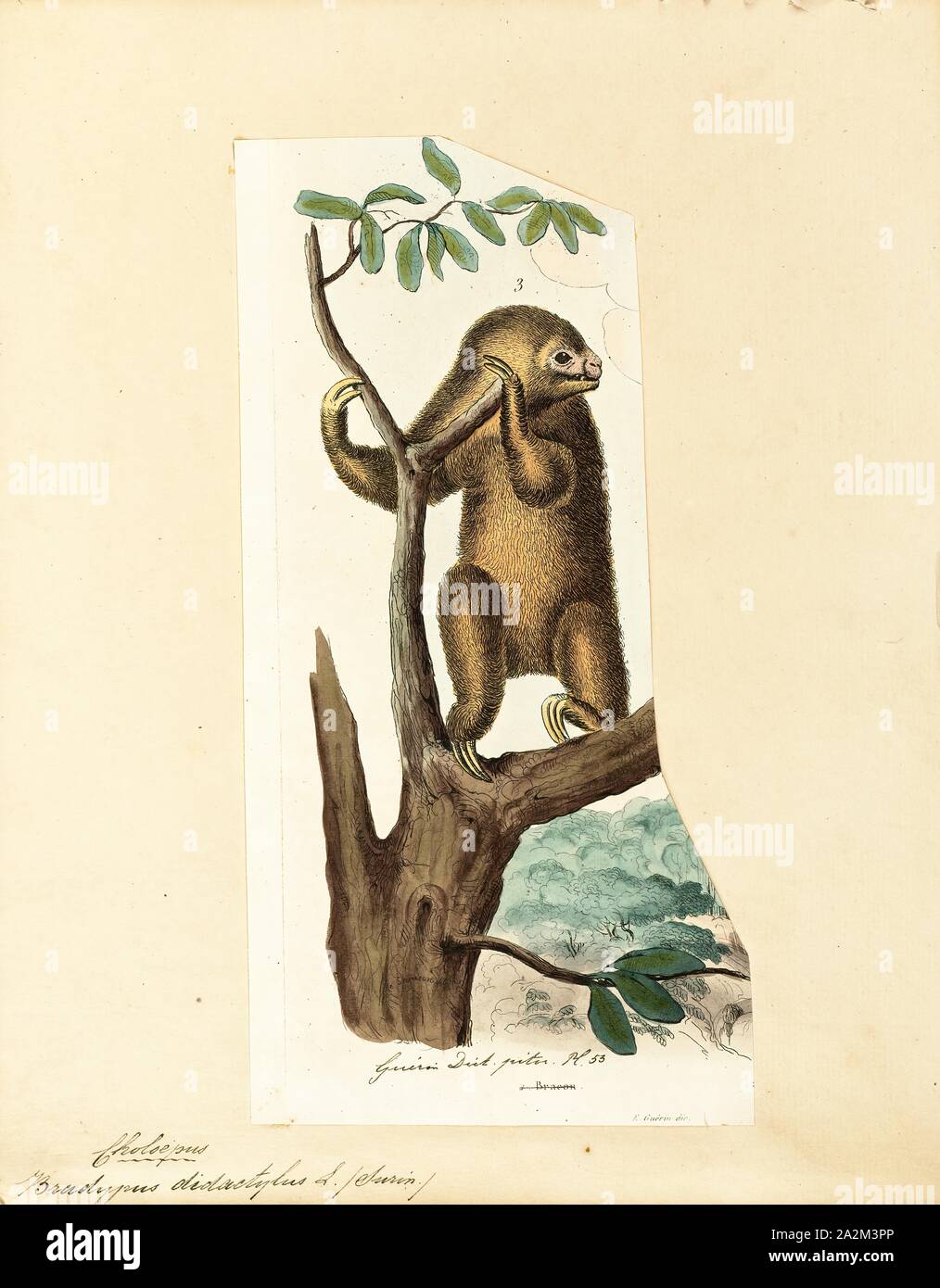 Bradypus didactylus, Drucken, Linnaeus zwei-toed Sloth (Choloepus didactylus), auch als die südlichen zwei-toed sloth, unau oder Linne's Zwei-toed Sloth ist eine Pflanzenart aus der Gattung der Trägheit aus Südamerika, in Venezuela, die Guyanas, Kolumbien, Ecuador, Peru und Brasilien nördlich des Amazonas gefunden bekannt. Nun gibt es Hinweise auf die Art "Strecke erweitert in Bolivien., 1700-1880 Stockfoto