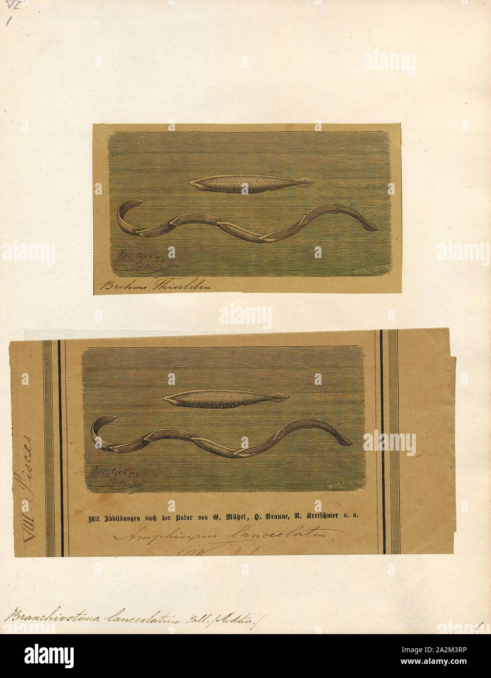 Branchiostoma radicans, Drucken, Branchiostoma radicans (Europäische lanzettfischchens, oder Mediterranen amphioxus) ist ein lanzettfischchens in der subphylum Cephalochordata. Es ist ein marine Wirbellose mit einem Chorda dorsalis, aber kein Rückgrat und ist als Modellorganismus der evolutionären Entwicklung der Wirbeltiere zu studieren, 1879 verwendet. Stockfoto