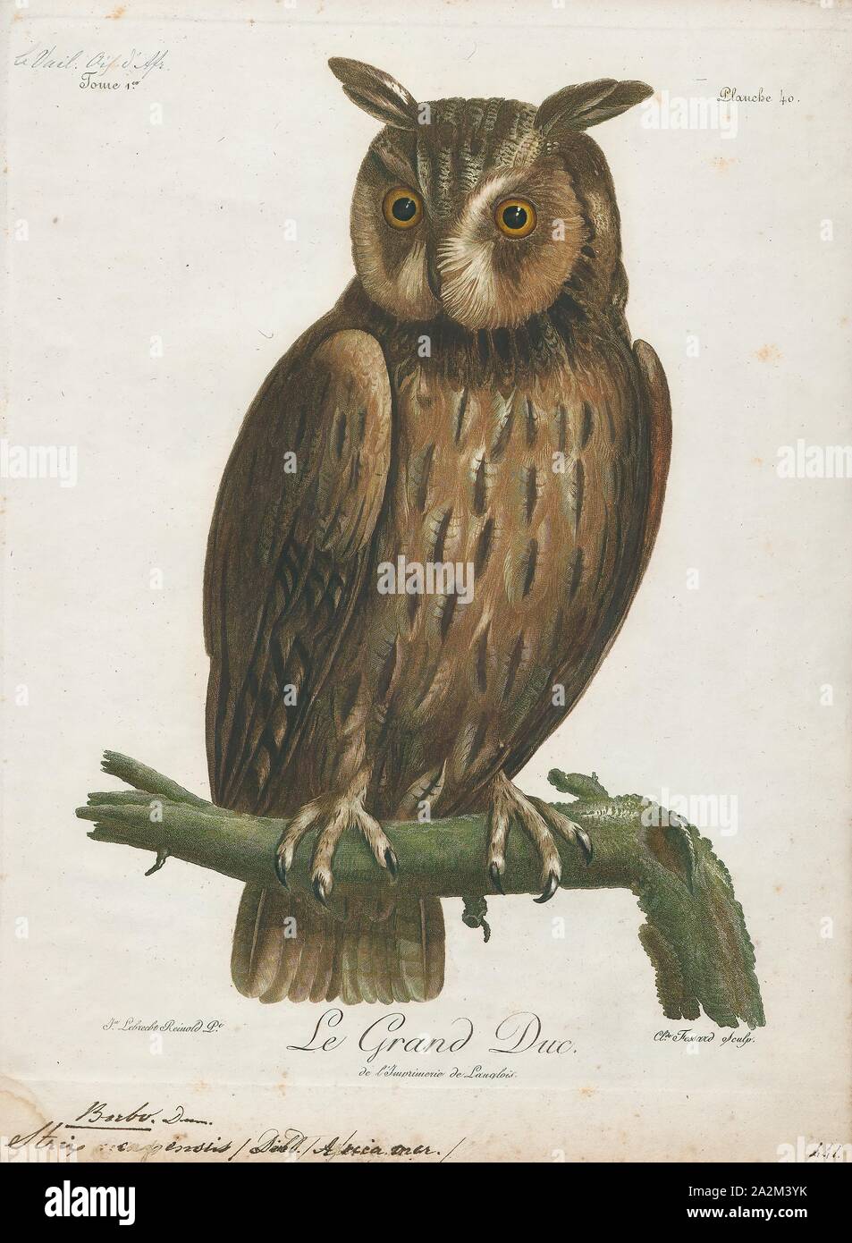 Bubo capensis, Drucken, das Kap Uhu (Bubo capensis) ist eine Pflanzenart aus der Gattung der Eule in der Familie Strigidae. Es ist eines von mehreren großen Arten der Uhu Gattung Bubo., 1796-1808 Stockfoto