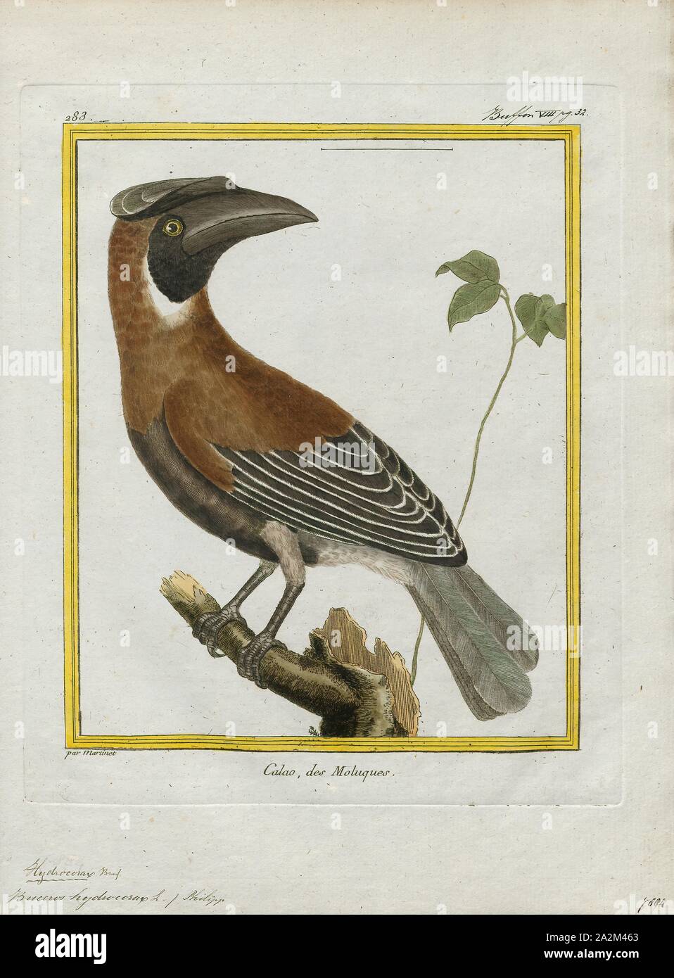 Buceros hydrocorax, Ausdrucken, die rufous Nashornvogel (Buceros hydrocorax), auch bekannt als die Philippinische Nashornvogel und lokal als kalaw (ausgesprochen kah-Lau), ist eine große Art der Hornbill., 1700-1880 Stockfoto