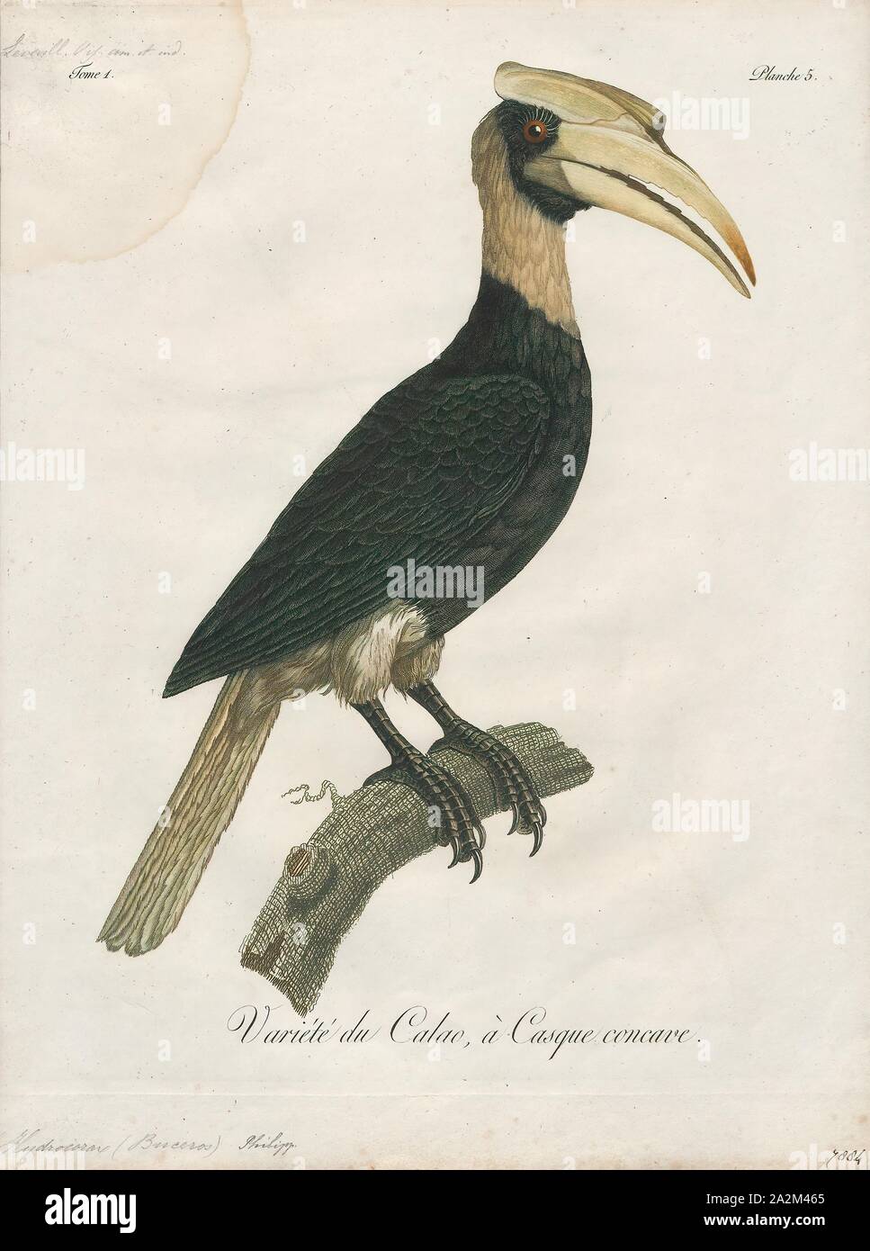 Buceros hydrocorax, Ausdrucken, die rufous Nashornvogel (Buceros hydrocorax), auch bekannt als die Philippinische Nashornvogel und lokal als kalaw (ausgesprochen kah-Lau), ist eine große Art der Hornbill., 1801 Stockfoto