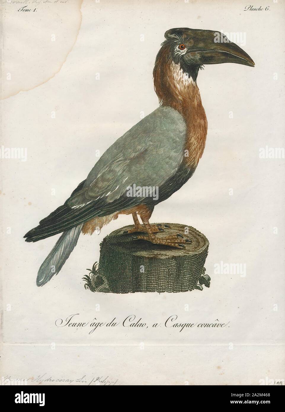 Buceros hydrocorax, Ausdrucken, die rufous Nashornvogel (Buceros hydrocorax), auch bekannt als die Philippinische Nashornvogel und lokal als kalaw (ausgesprochen kah-Lau), ist eine große Art der Hornbill., 1801 Stockfoto