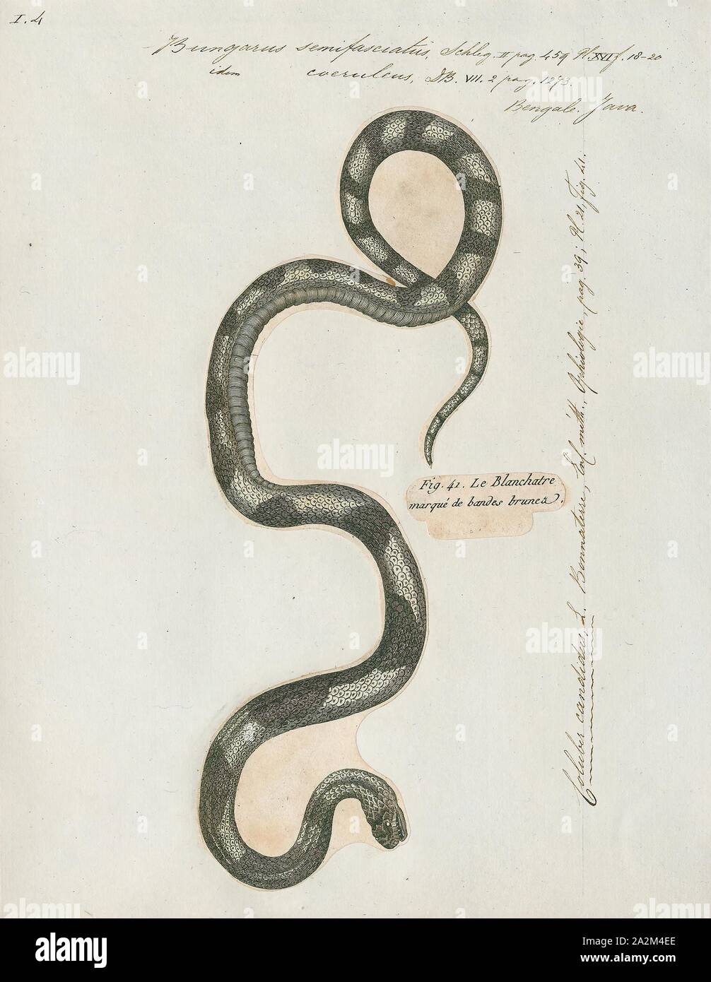 Bungarus semifasciatus, Drucken, Bungarus ist eine Gattung von giftigen Schlangen, der elapid kraits, in Süd- und Südostasien gefunden. Die Gattung Bungarus hat 15 Arten., 1700-1880 Stockfoto