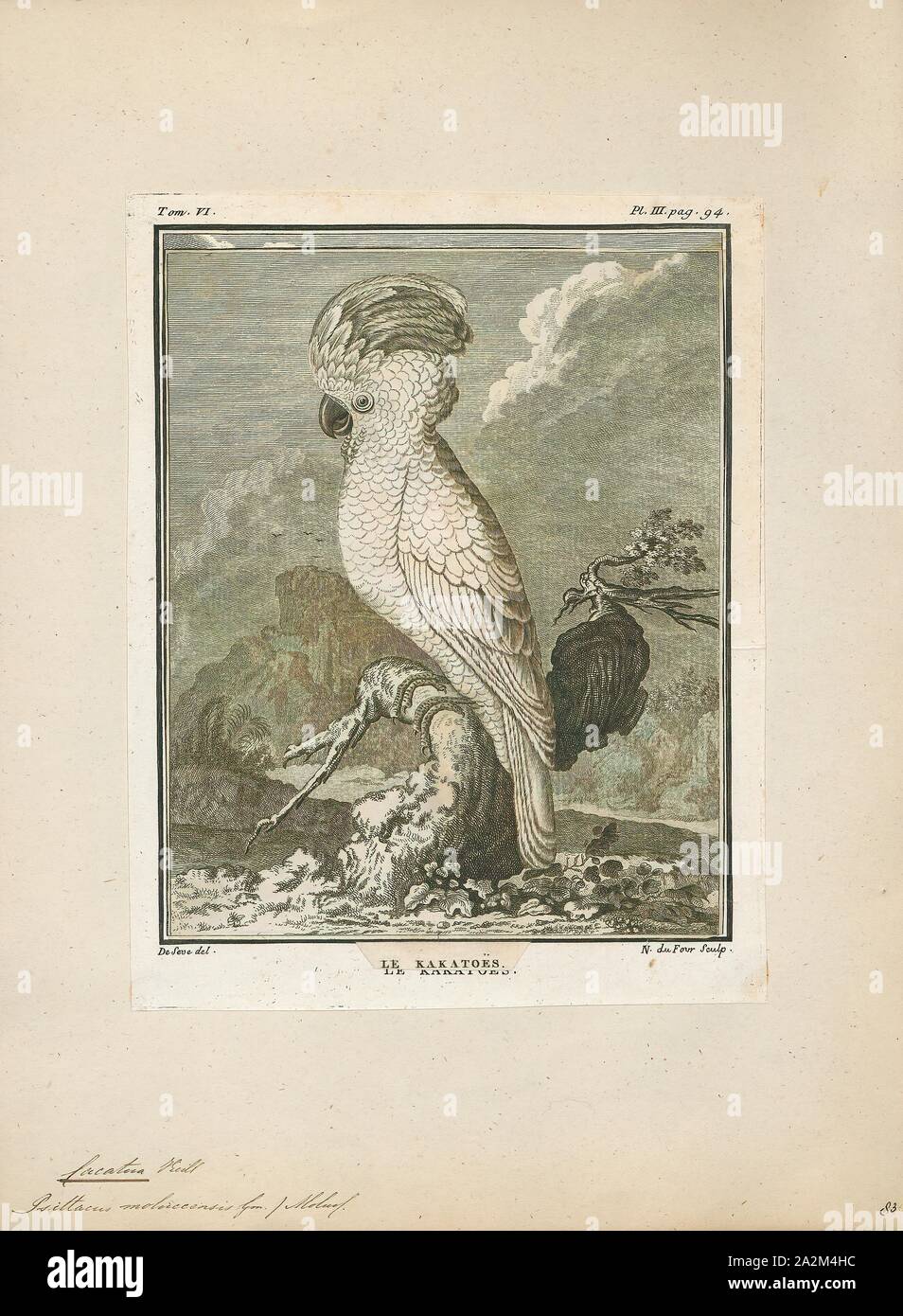 Subgenus licmetis Fotos und Bildmaterial in hoher Auflösung Alamy