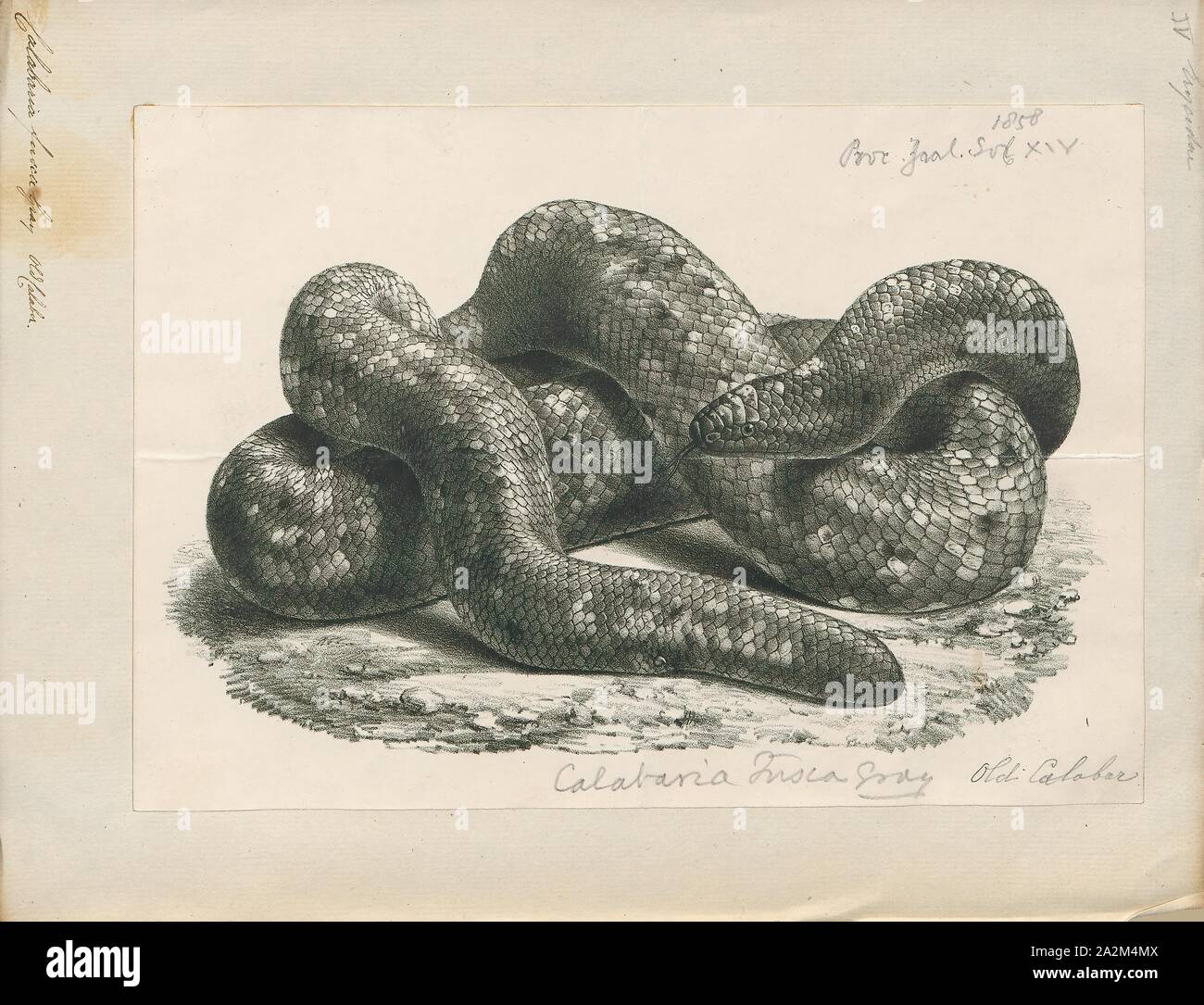 Calabaria fusca, Ausdrucken, die calabar Python (Calabaria reinhardtii) ist ein nonvenomous boa Arten endemisch in West- und Zentralafrika. Es ist die einzige Art ihrer Gattung., 1700-1880 Stockfoto