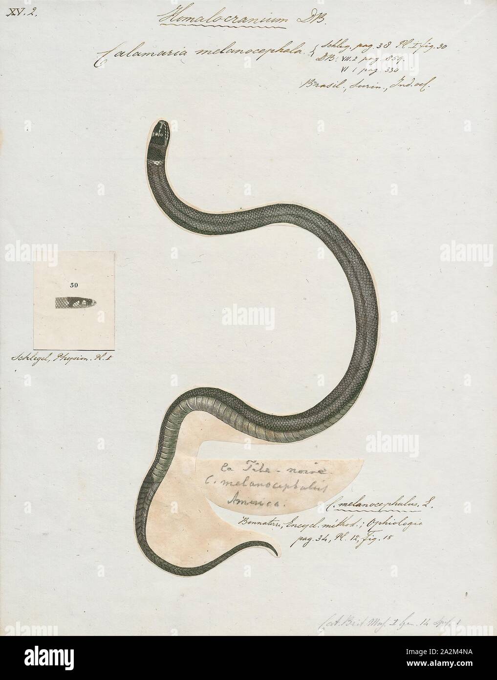 Calamaria melanocephala, Drucken, Calamaria ist eine große Gattung der Zwerg grabenden Schlangen der Familie Colubridae., 1700-1880 Stockfoto