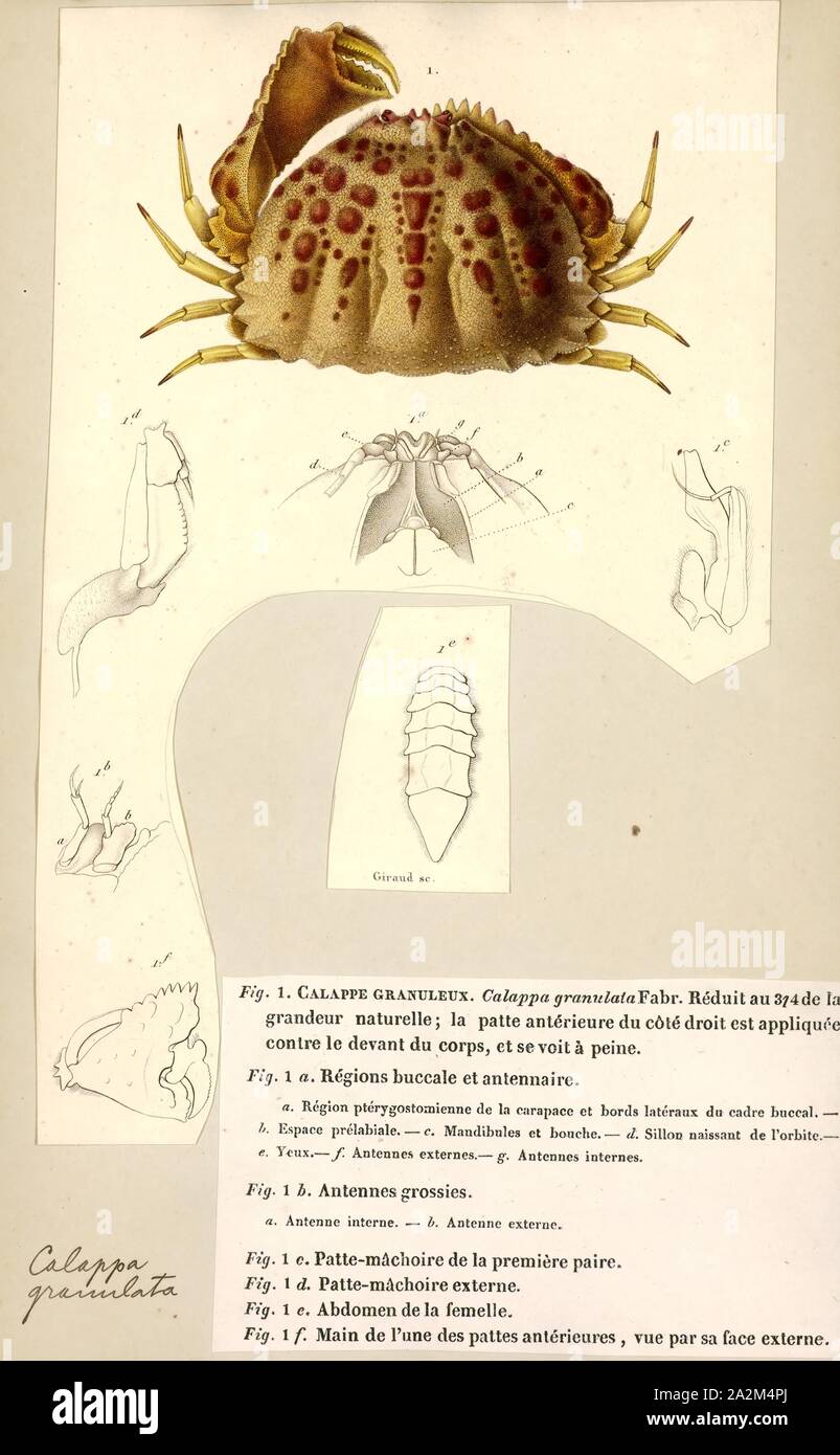 Calappa granulata Fotos und Bildmaterial in hoher Auflösung Alamy