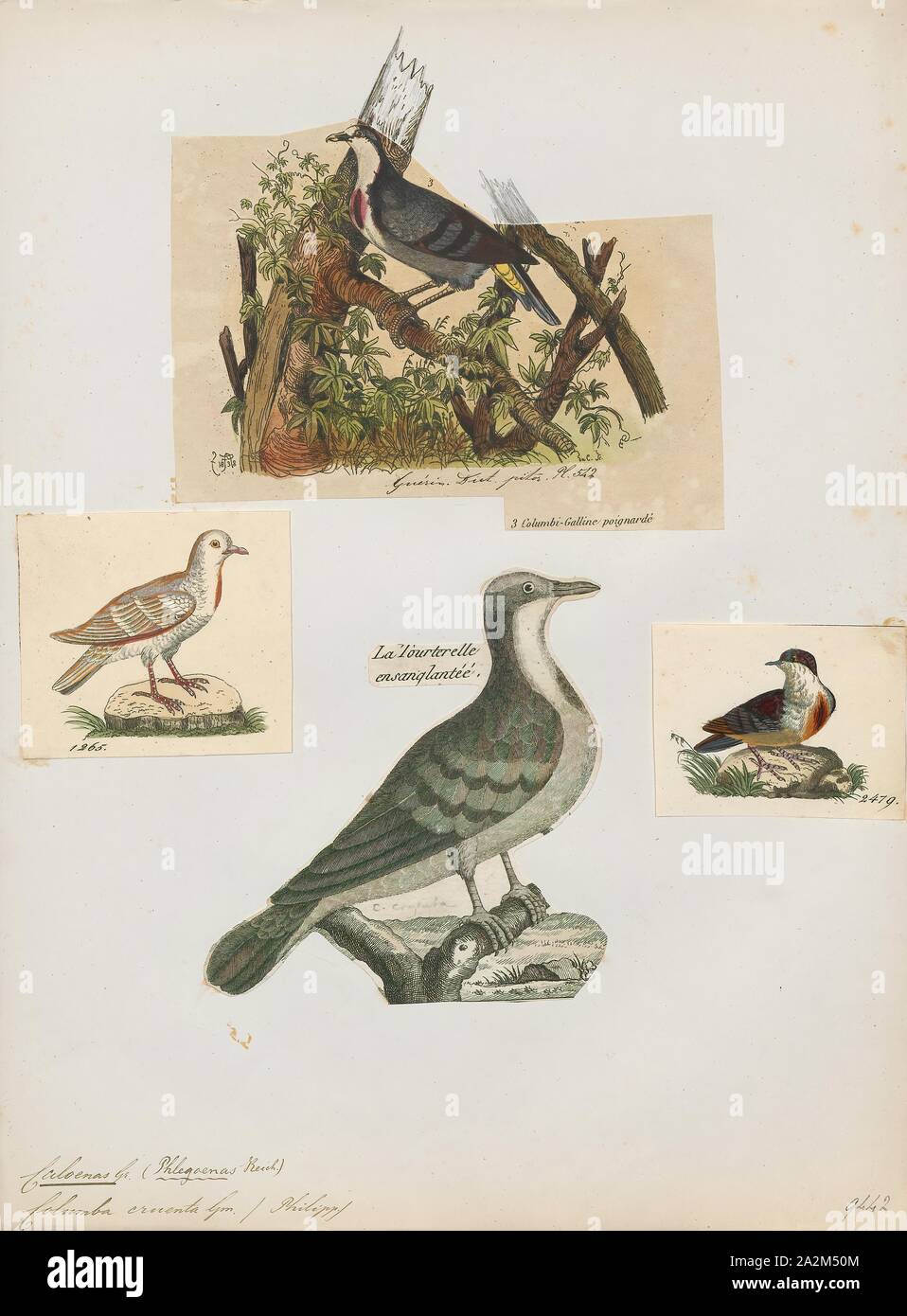 Caloenas cruenta, Drucken, Caloenas ist eine Gattung der Tauben. Der einzige lebende Arten ist die Kragentaube (C. nicobarica)., 1700-1880 Stockfoto