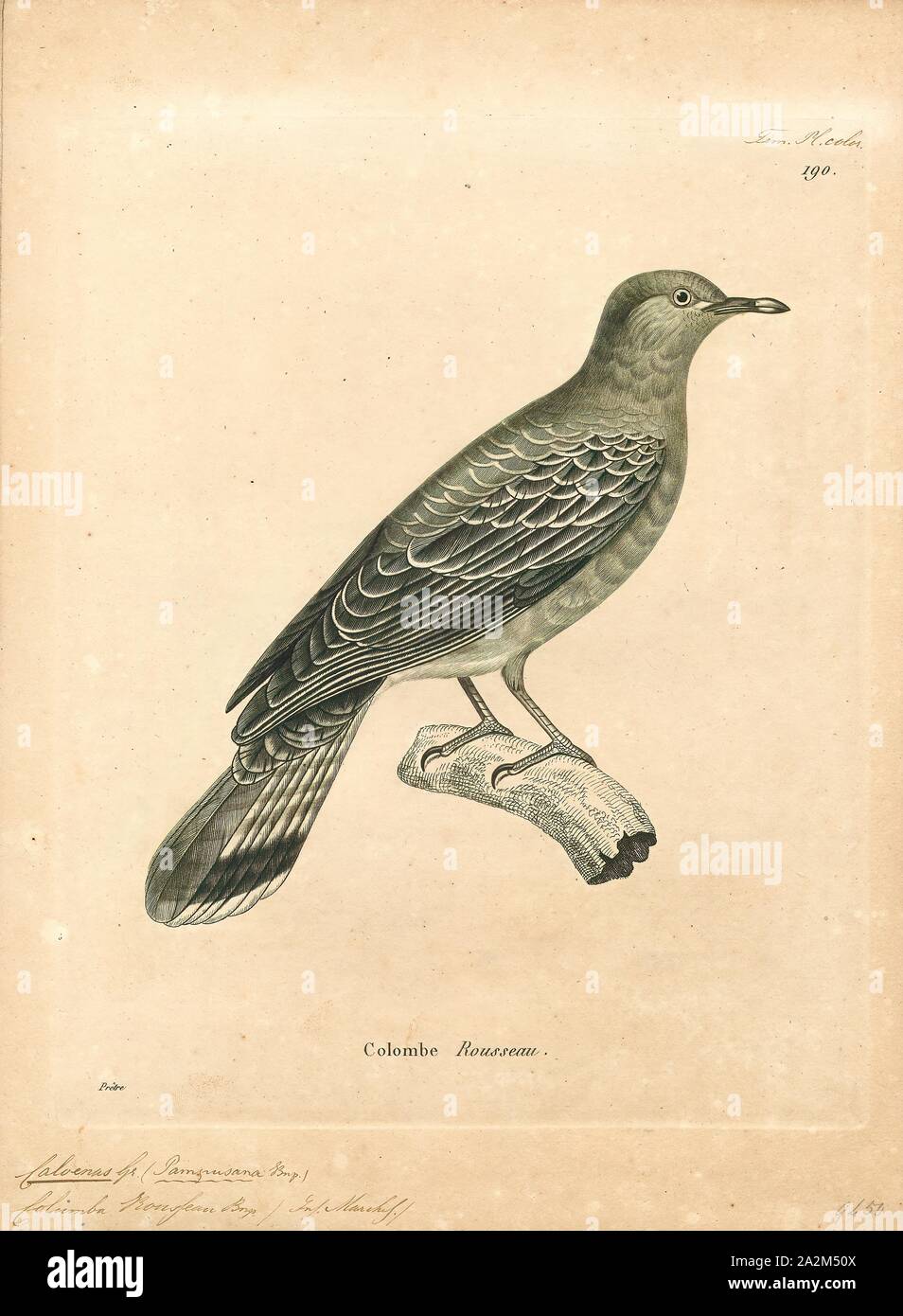 Caloenas Rousseau, Drucken, Caloenas ist eine Gattung der Tauben. Der einzige lebende Arten ist die Kragentaube (C. nicobarica)., 1700-1880 Stockfoto