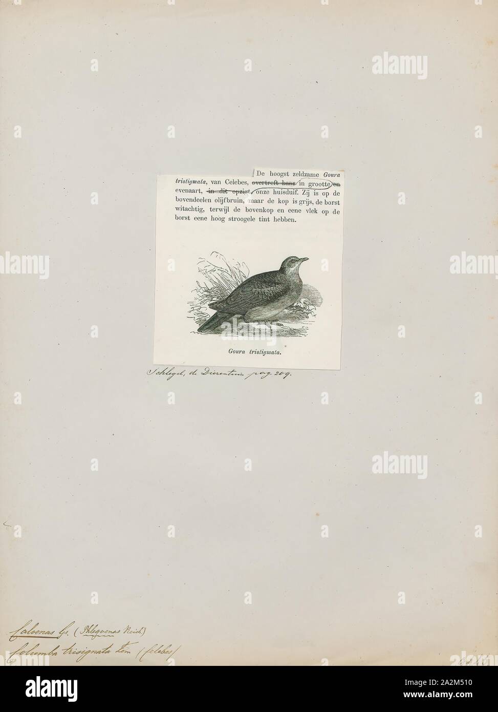 Caloenas trisignata, Drucken, Caloenas ist eine Gattung der Tauben. Der einzige lebende Arten ist die Kragentaube (C. nicobarica)., 1872 Stockfoto