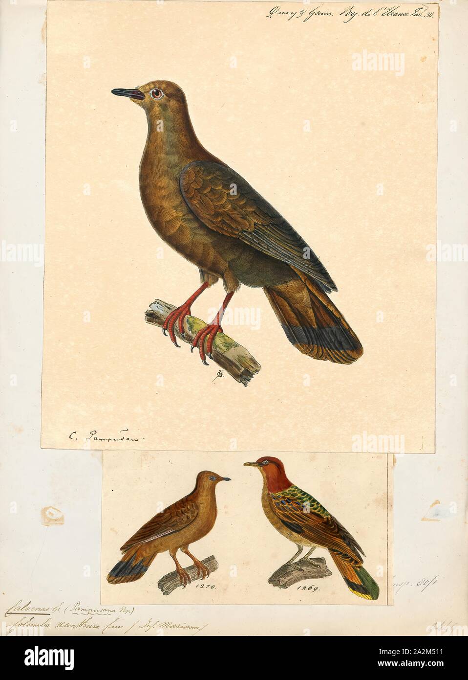 Caloenas xanthura, Drucken, Caloenas ist eine Gattung der Tauben. Der einzige lebende Arten ist die Kragentaube (C. nicobarica)., 1700-1880 Stockfoto