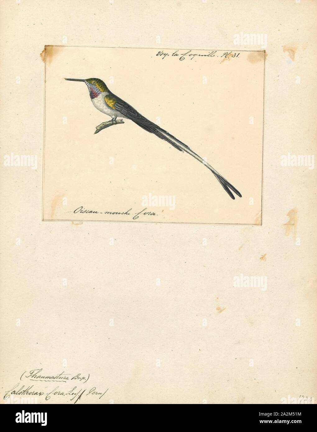 Calothorax Cora, Drucken, Calothorax ist eine Gattung aus der Familie der., 1825-1839 Stockfoto