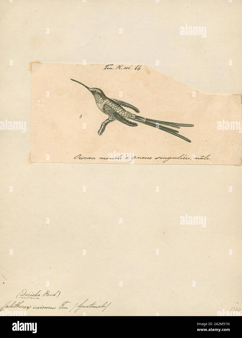 Calothorax enicurus, Drucken, Calothorax ist eine Gattung aus der Familie der., 1700-1880 Stockfoto