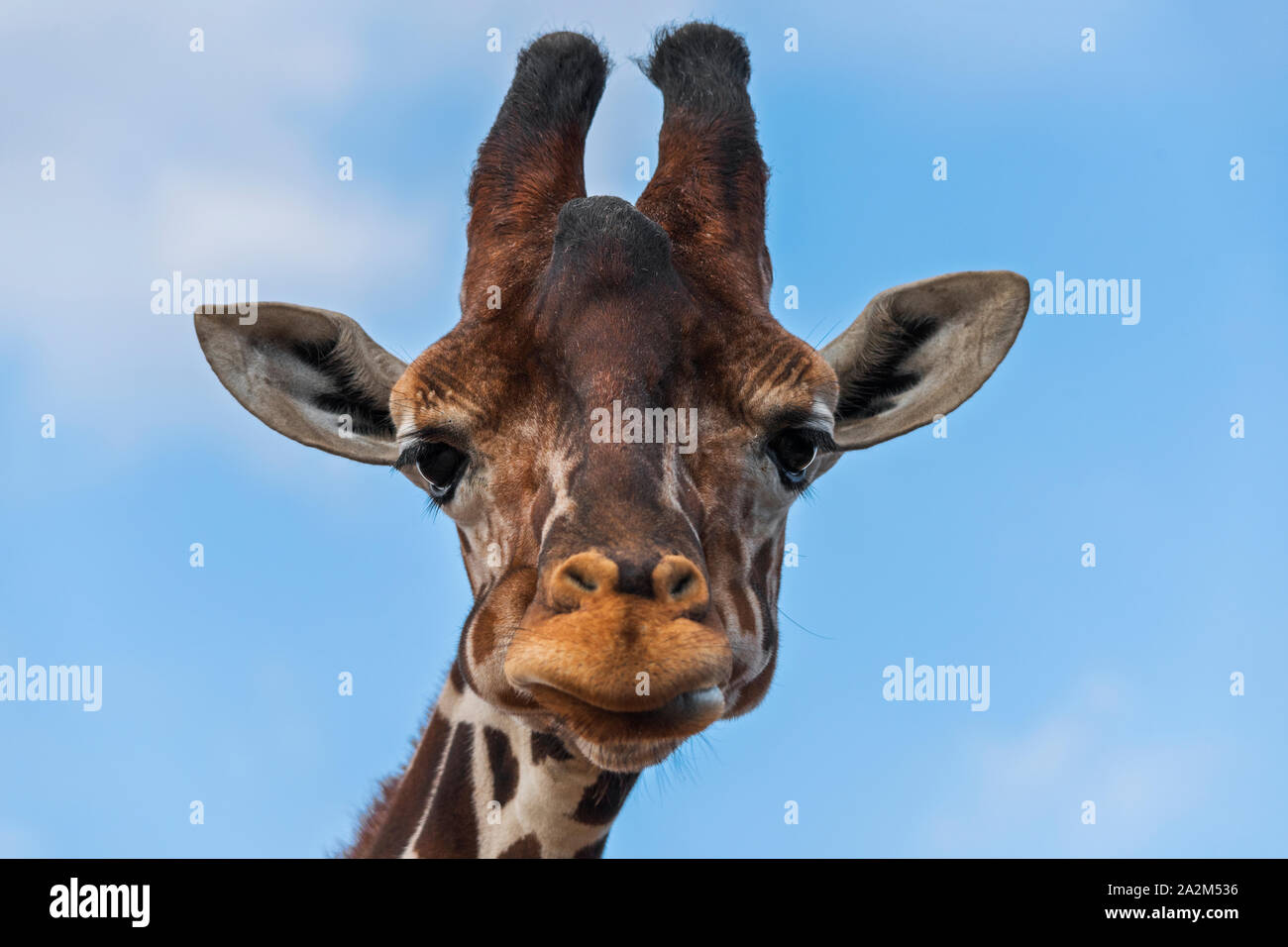 Giraffe mit Blick auf die Kamera schliessen Nach oben Stockfoto