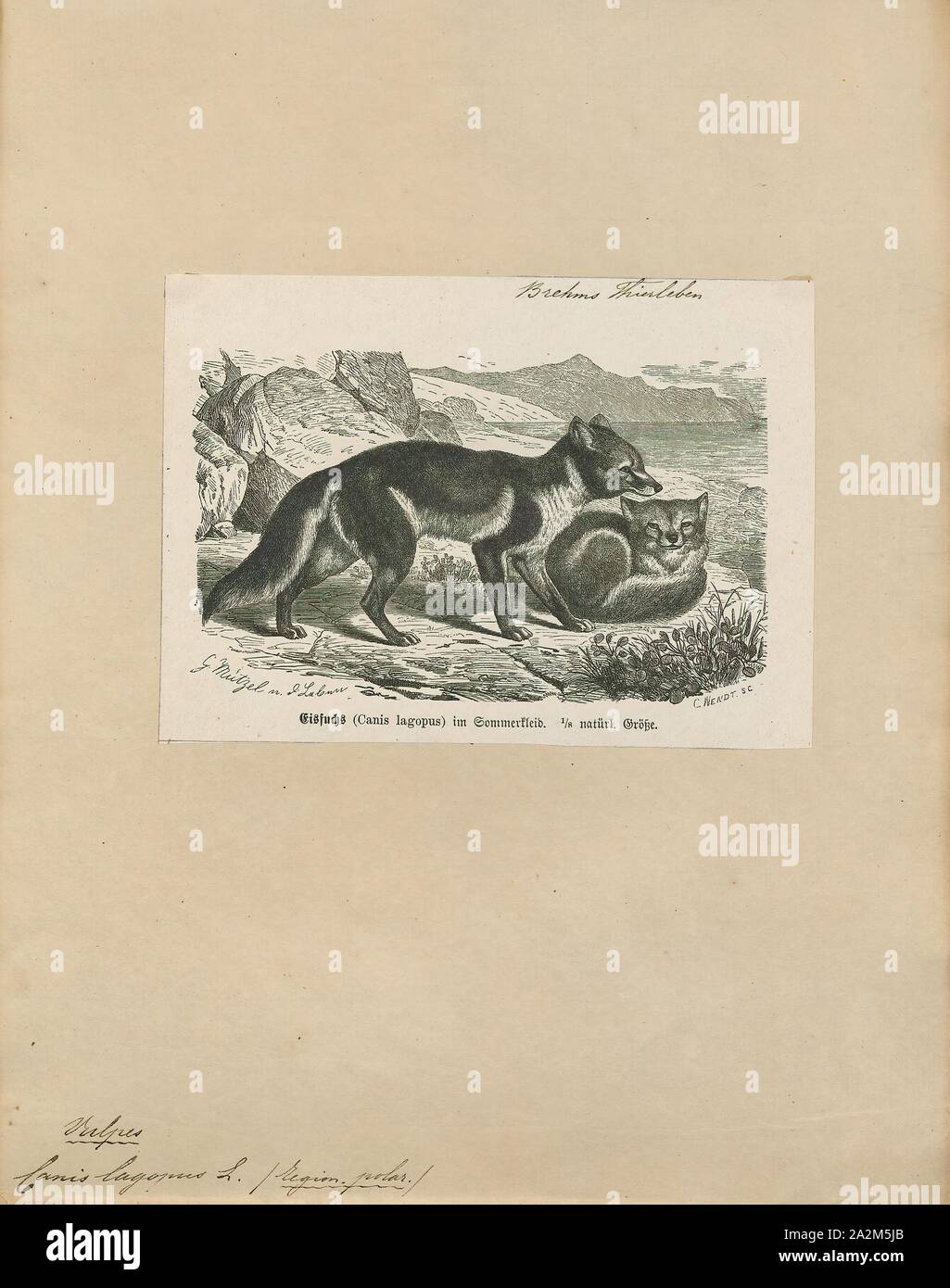 Canis lagopus, Drucken, der arktischen Fuchs (Vulpes lagopus), auch als die weißen Fox bekannt, polar Fox, oder snow Fox, ist ein kleiner Fuchs in den arktischen Regionen der nördlichen Hemisphäre und gemeinsamen in der arktischen Tundra biome. Es ist gut an das Leben in kalten Umgebungen angepasst, und ist am besten für seine dicken, warmen Fell, das auch als Tarnung benutzt bekannt. Im Durchschnitt, Polarfüchsen, leben nur 3 - 4 Jahre in der Wildnis. Seine Länge reicht von 46 bis 68 cm (18 bis 27), mit einer in der Regel gerundeten Körper Form der Flucht der Körperwärme zu minimieren., 1700-1880 Stockfoto