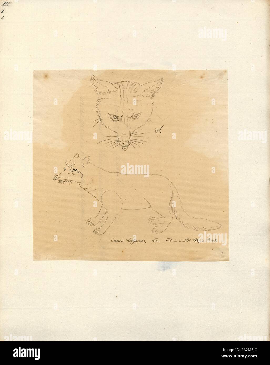 Canis lagopus, Drucken, der arktischen Fuchs (Vulpes lagopus), auch als die weißen Fox bekannt, polar Fox, oder snow Fox, ist ein kleiner Fuchs in den arktischen Regionen der nördlichen Hemisphäre und gemeinsamen in der arktischen Tundra biome. Es ist gut an das Leben in kalten Umgebungen angepasst, und ist am besten für seine dicken, warmen Fell, das auch als Tarnung benutzt bekannt. Im Durchschnitt, Polarfüchsen, leben nur 3 - 4 Jahre in der Wildnis. Seine Länge reicht von 46 bis 68 cm (18 bis 27), mit einer in der Regel gerundeten Körper Form der Flucht der Körperwärme zu minimieren., 1700-1880 Stockfoto