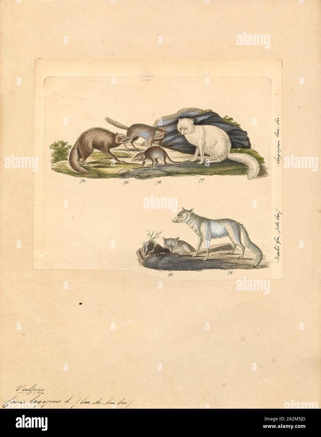 Canis lagopus, Drucken, der arktischen Fuchs (Vulpes lagopus), auch als die weißen Fox bekannt, polar Fox, oder snow Fox, ist ein kleiner Fuchs in den arktischen Regionen der nördlichen Hemisphäre und gemeinsamen in der arktischen Tundra biome. Es ist gut an das Leben in kalten Umgebungen angepasst, und ist am besten für seine dicken, warmen Fell, das auch als Tarnung benutzt bekannt. Im Durchschnitt, Polarfüchsen, leben nur 3 - 4 Jahre in der Wildnis. Seine Länge reicht von 46 bis 68 cm (18 bis 27), mit einer in der Regel gerundeten Körper Form der Flucht der Körperwärme zu minimieren., 1834 Stockfoto